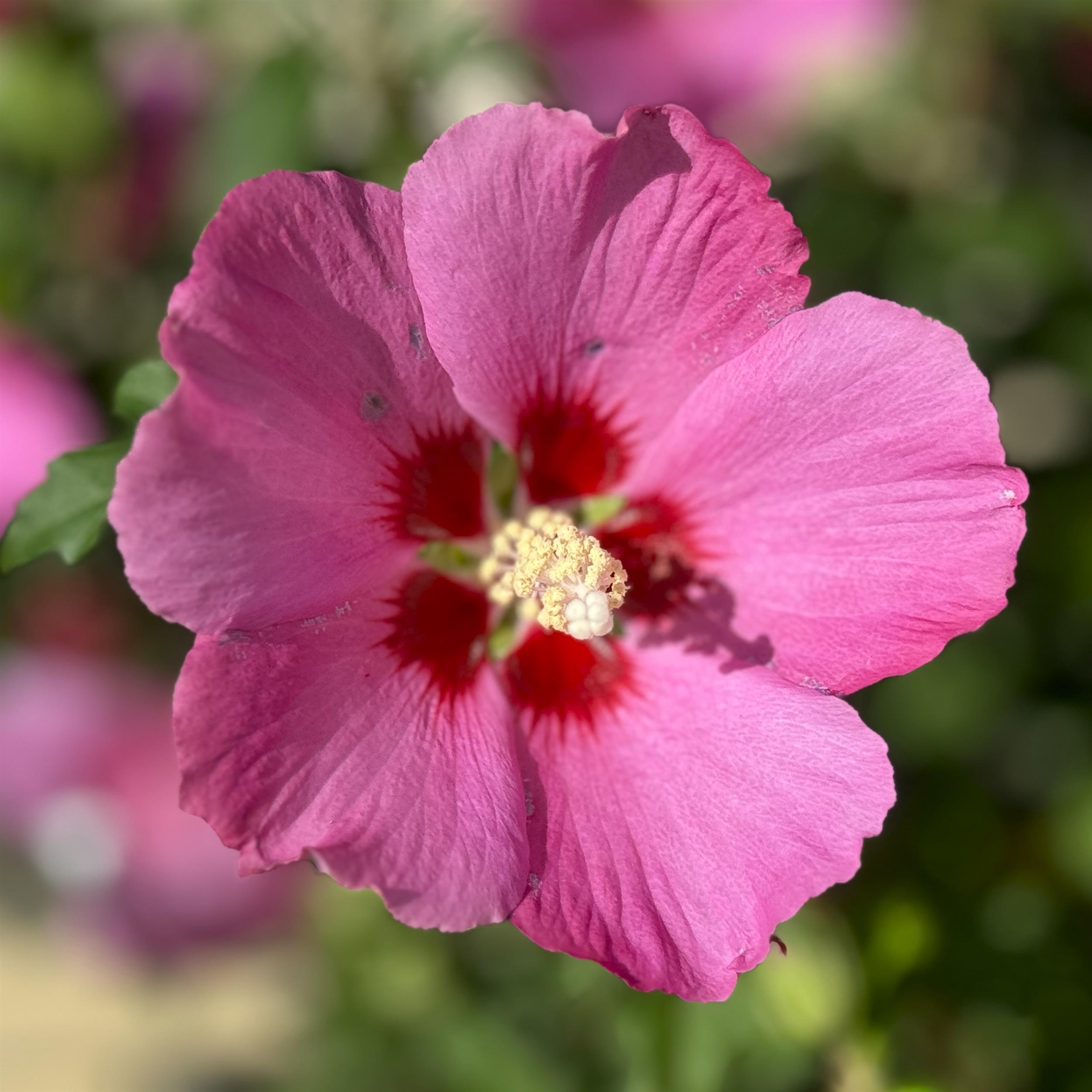 Hibiscus syriacus 'Woodbridge' 5L