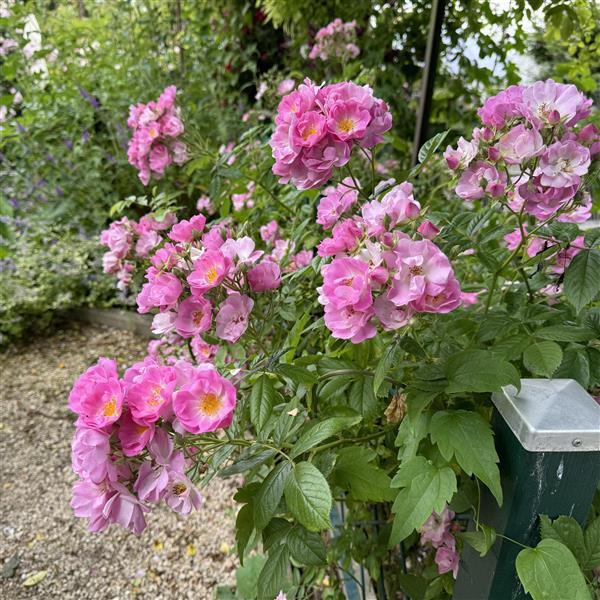 Apple Blossom