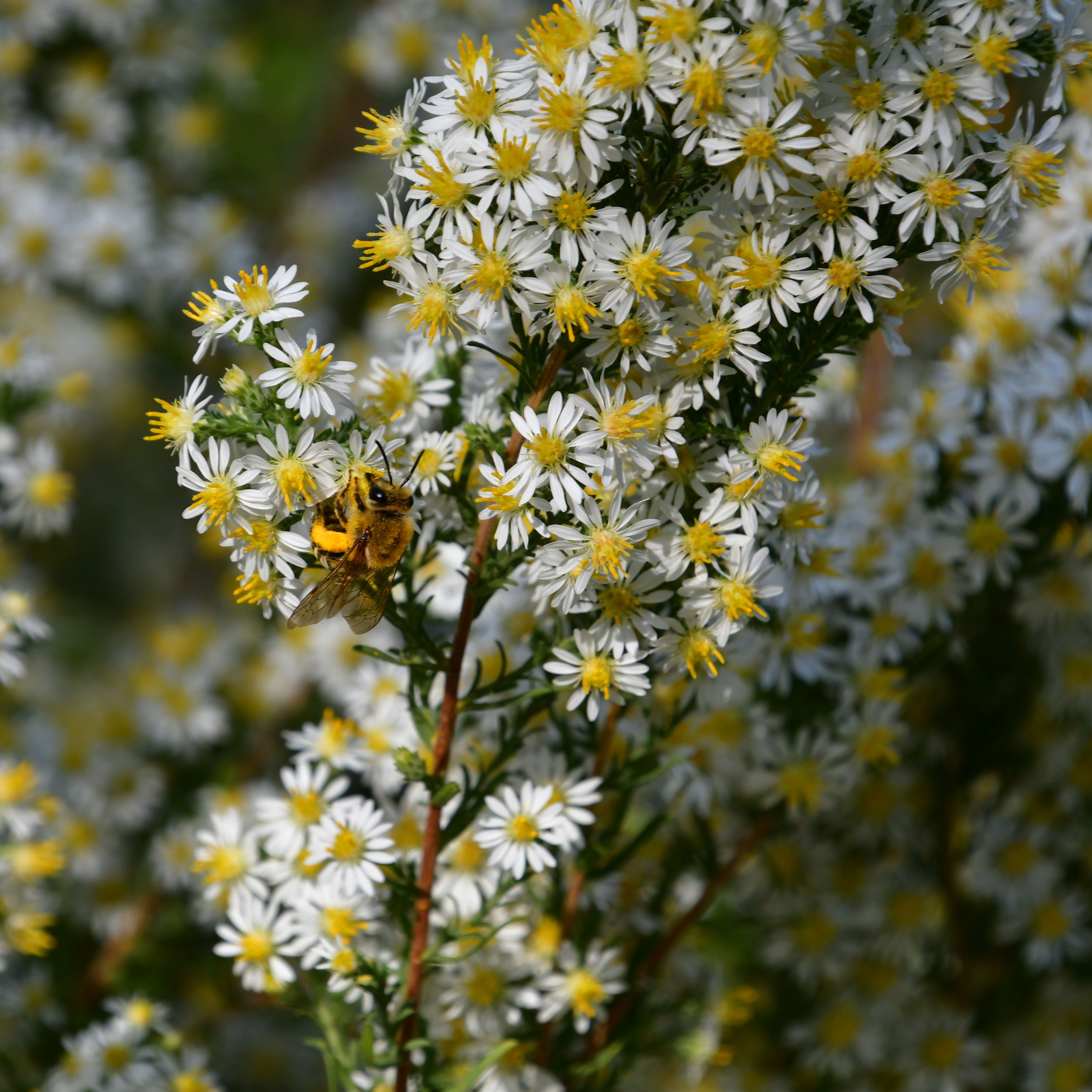Aster ericoides 'Schneegitter' 1L