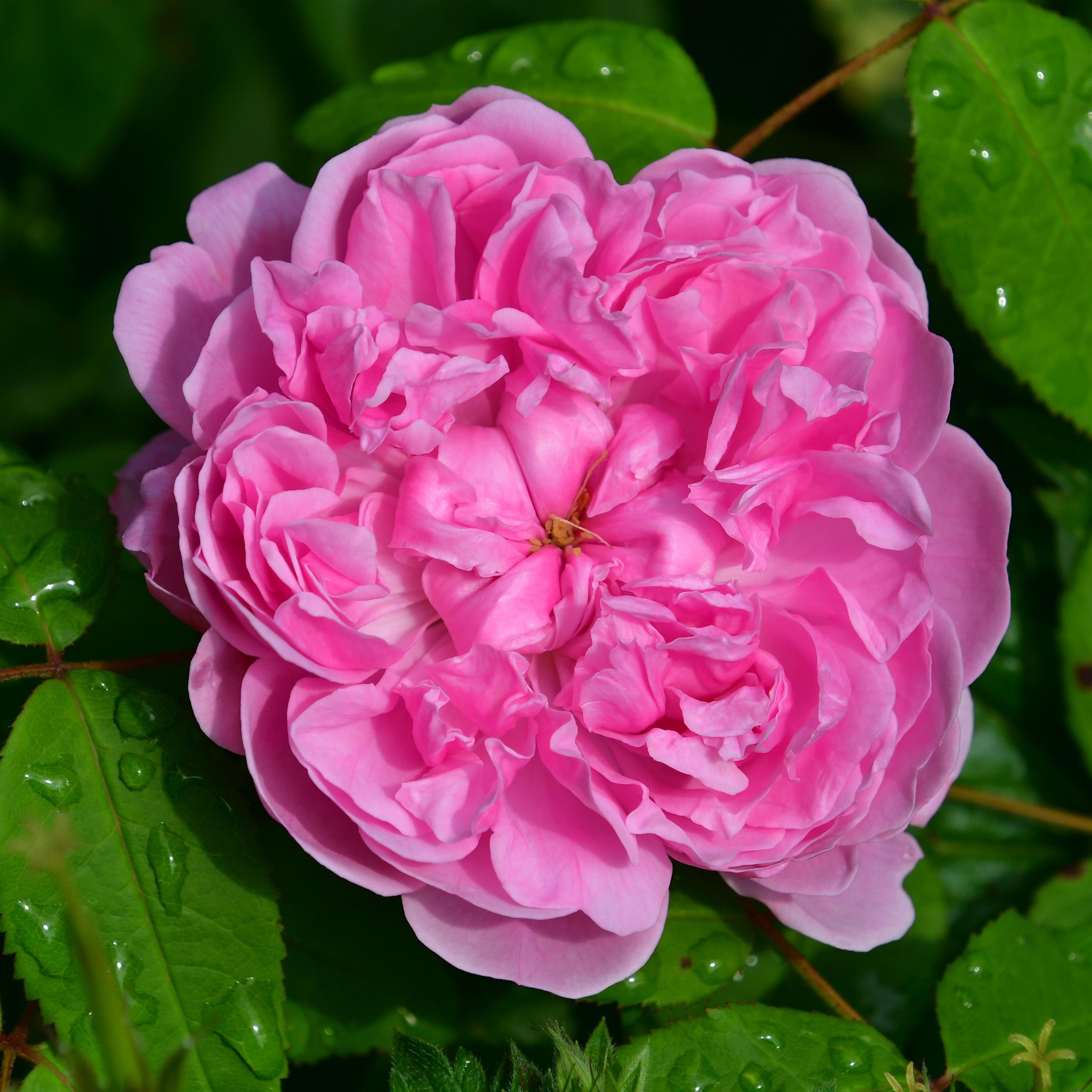 Jacques Cartier