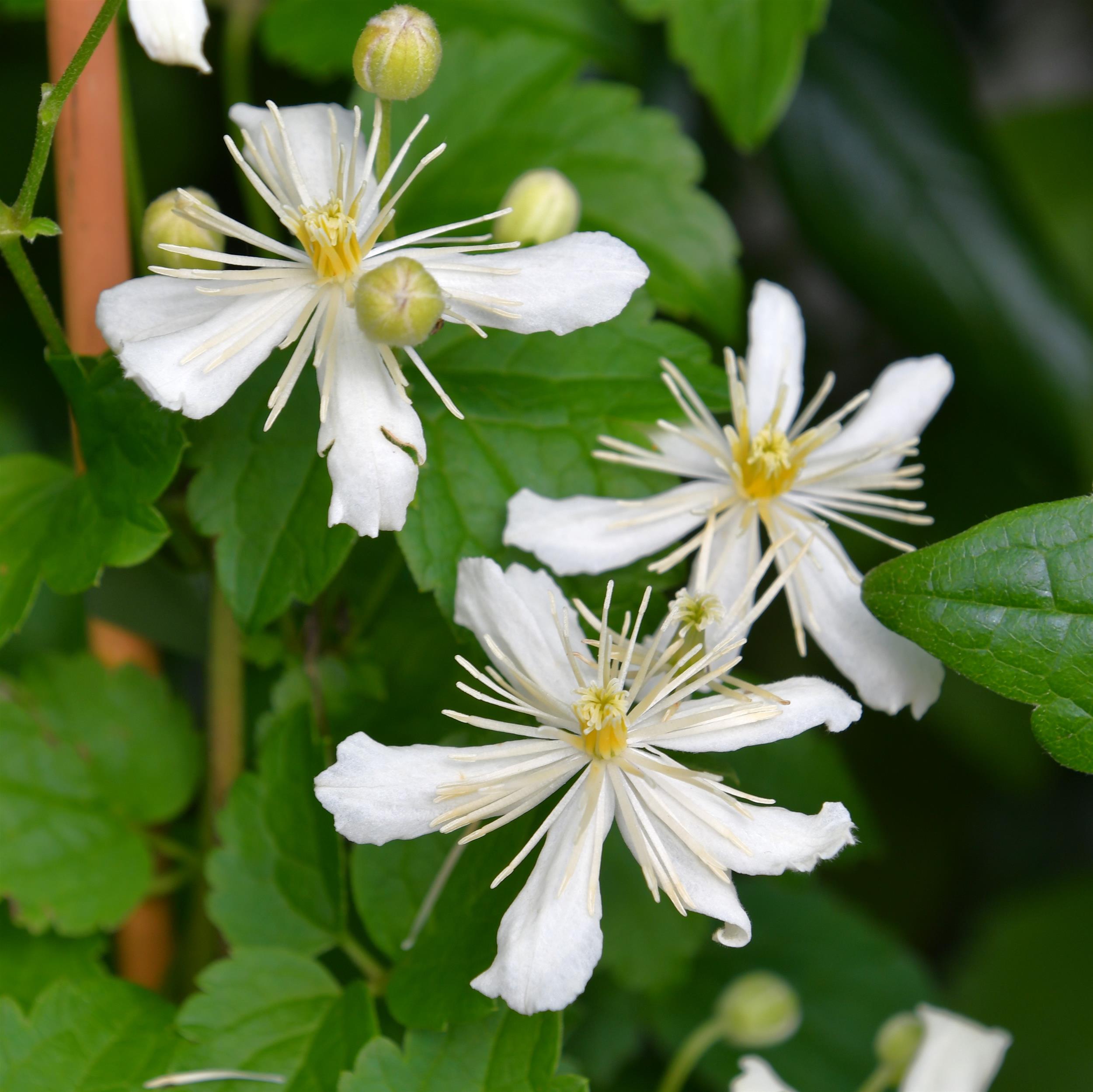 Clematis fargesioides Paul Farges Summer Snow