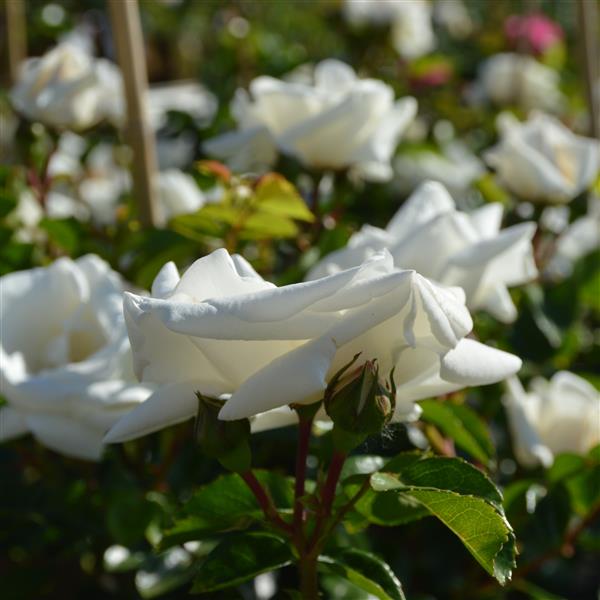 White New Dawn
