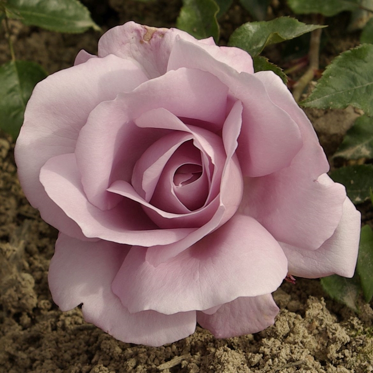 Synactif (La Rose de Petit Prince)