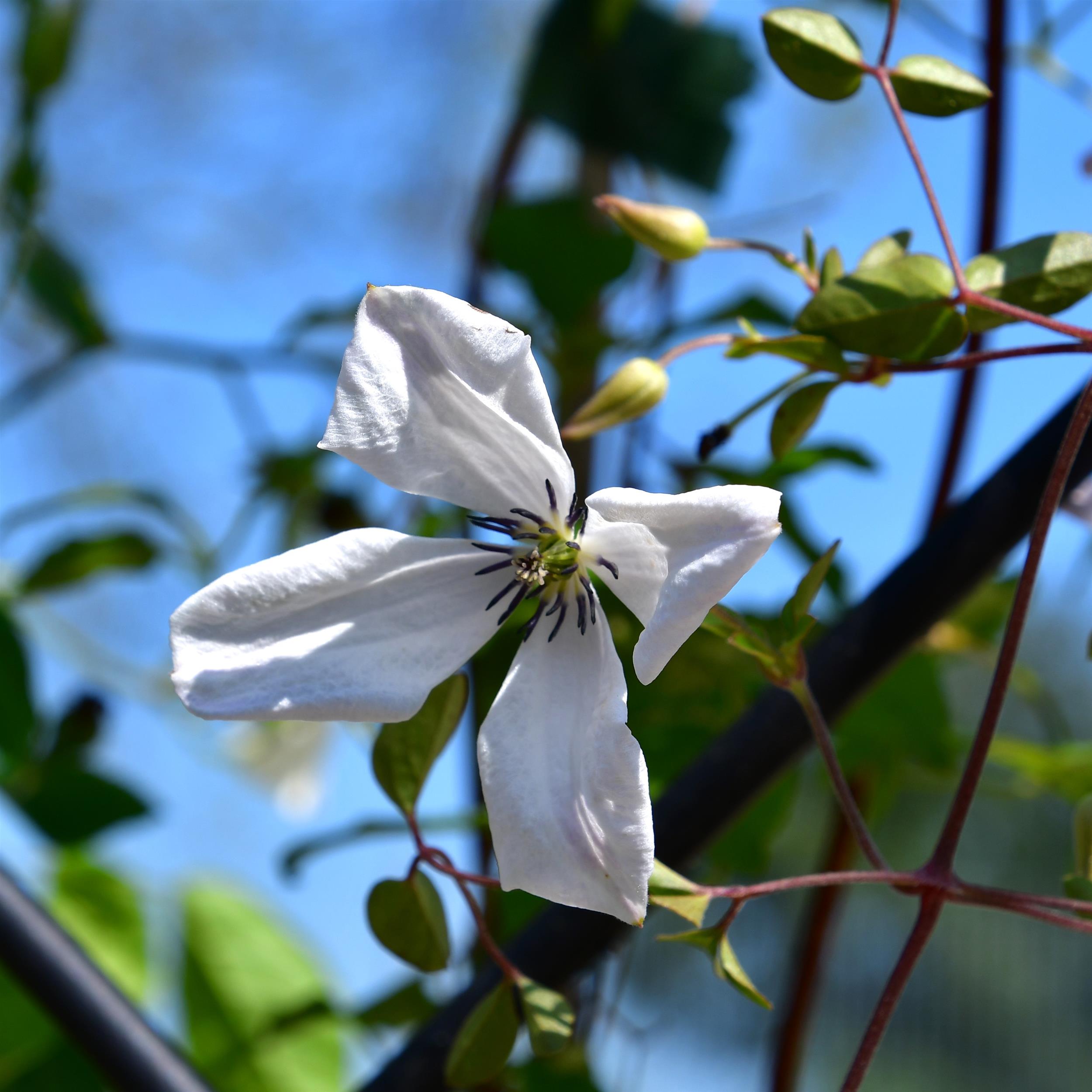 Clematis vitic.Alba Luxurians