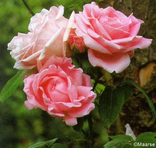 Mme Caroline Testout