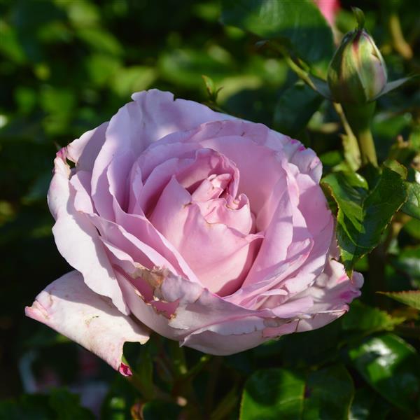 Synactif (La Rose de Petit Prince)