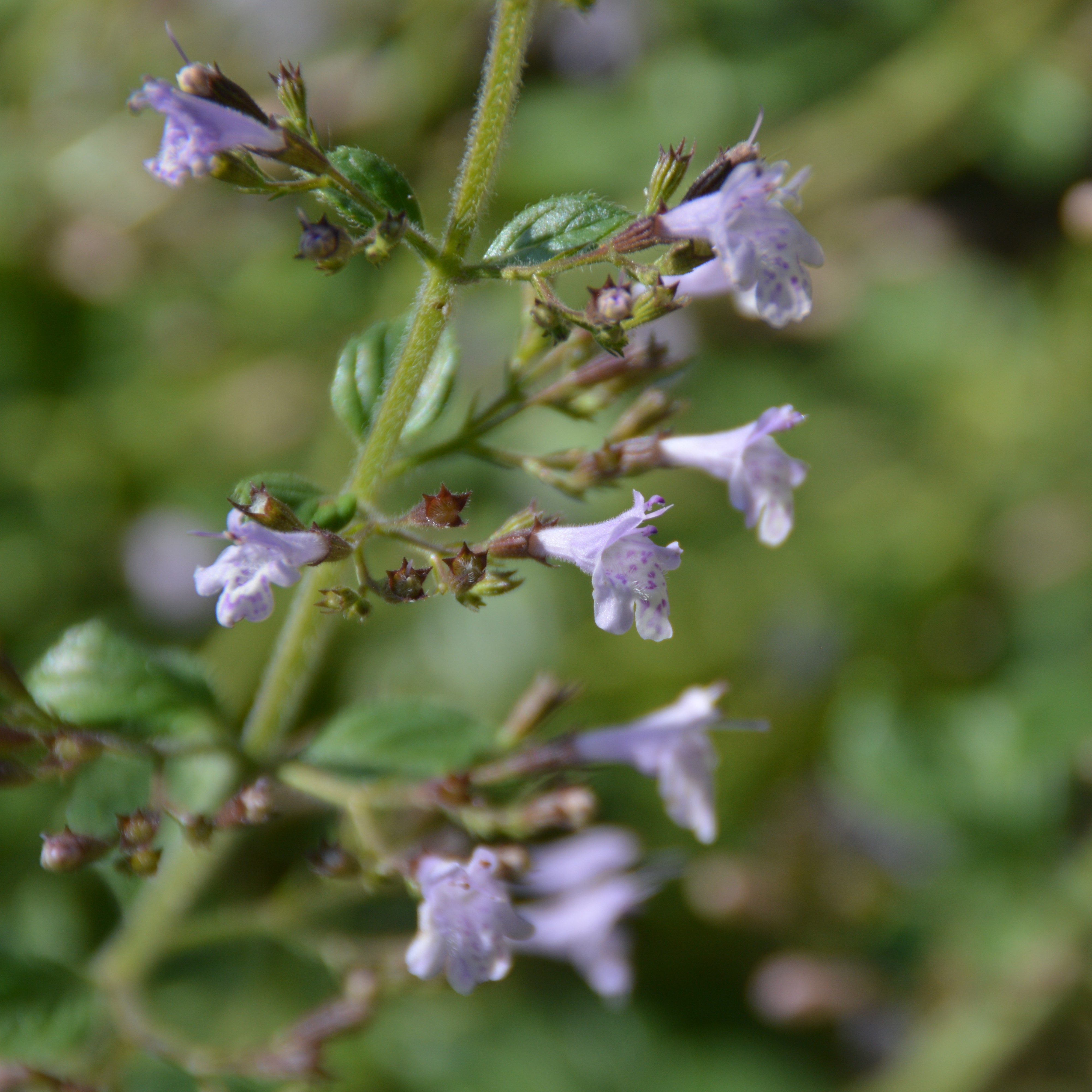 Calamintha nepeta 'Blue Cloud' 1L