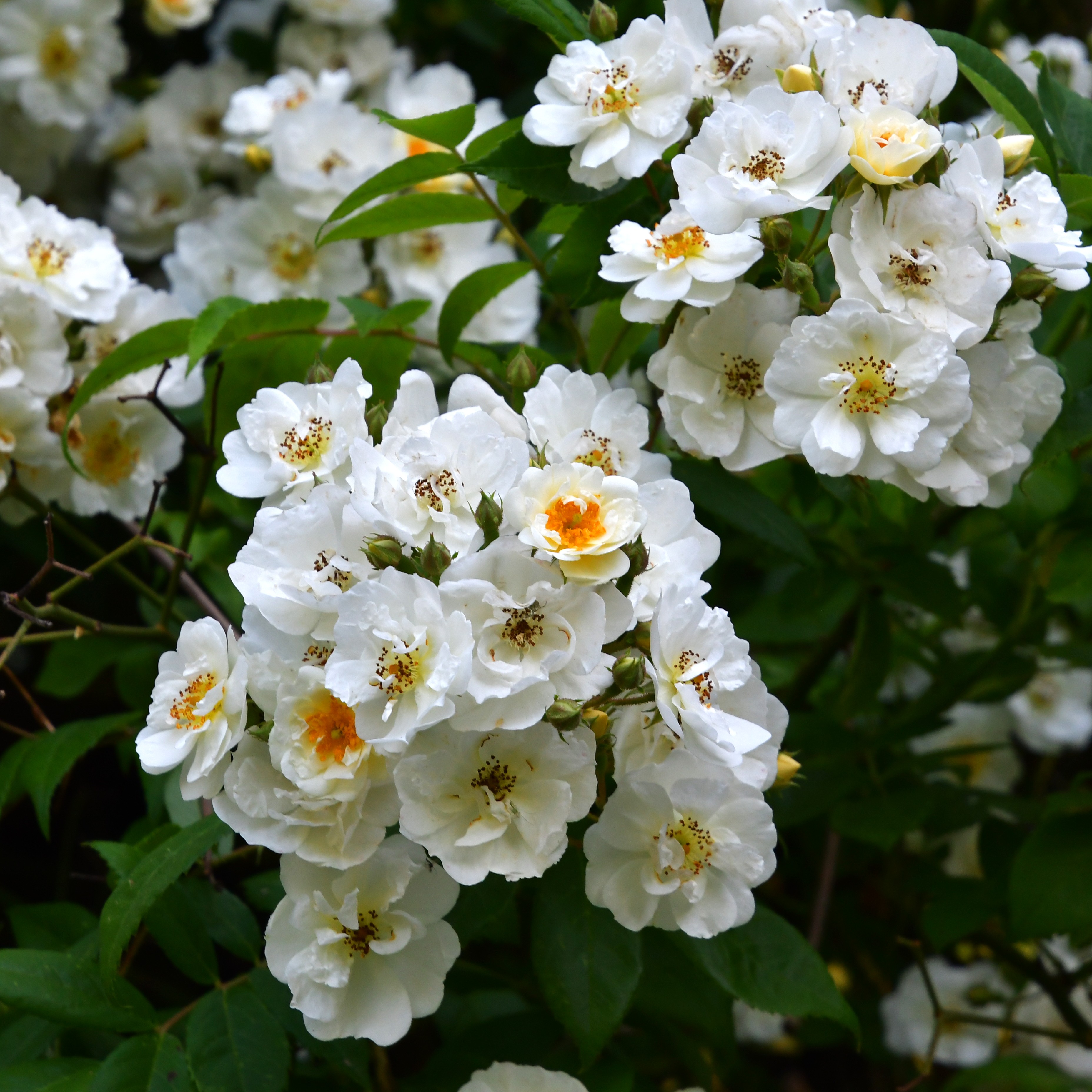 Rambling Rector