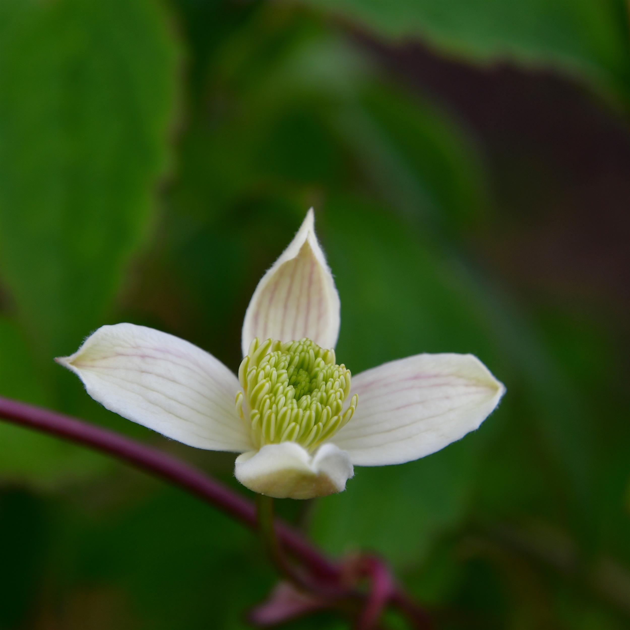 Clematis montana 'Wilsonii'