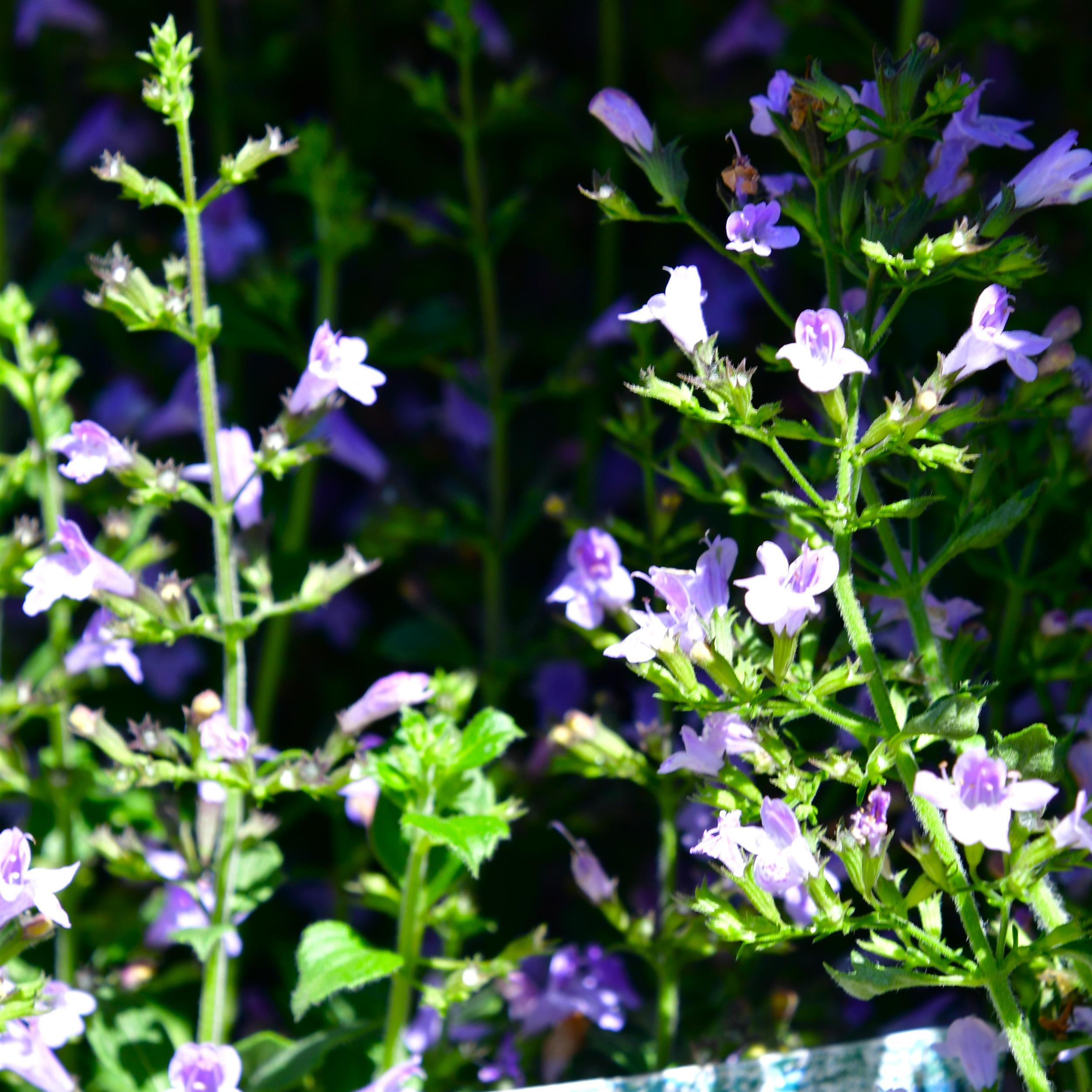 Calamintha nepeta 'Triumphator' 1L
