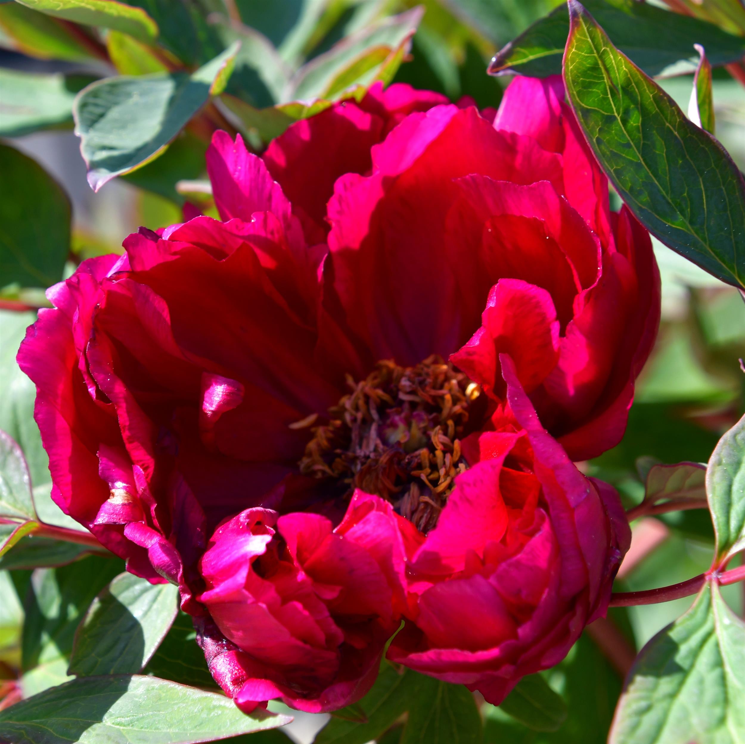 Paeonia suffruticosa Mo Run Jue Lun