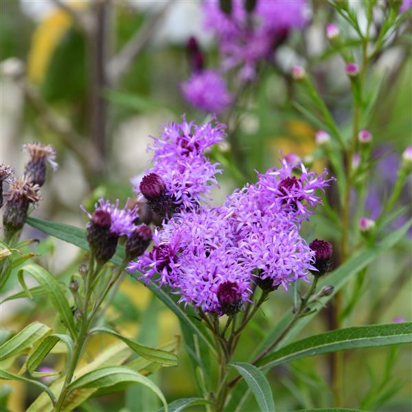 Vernonia lettermannii 1L