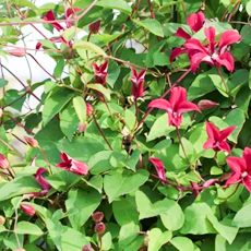 Clematis tex. Gravetye  Beauty