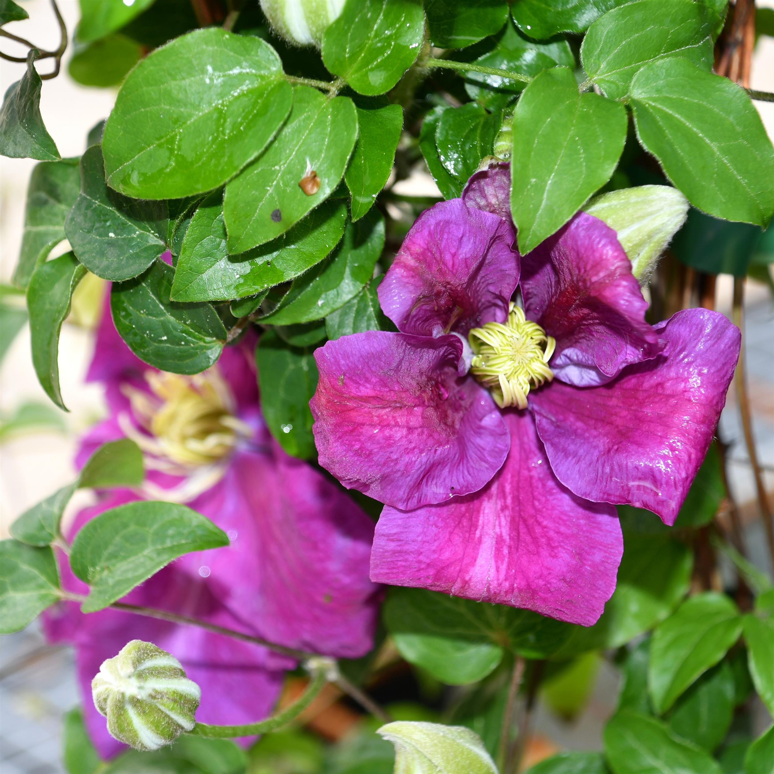 Clematis hyb. `Sunset`