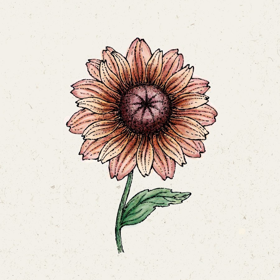 Rudbeckia 'Sahara' (Sonnenhut)