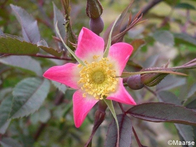 Rosa glauca