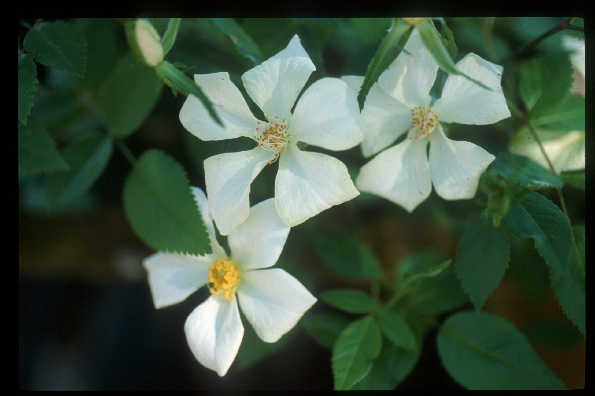 Clematis Rose