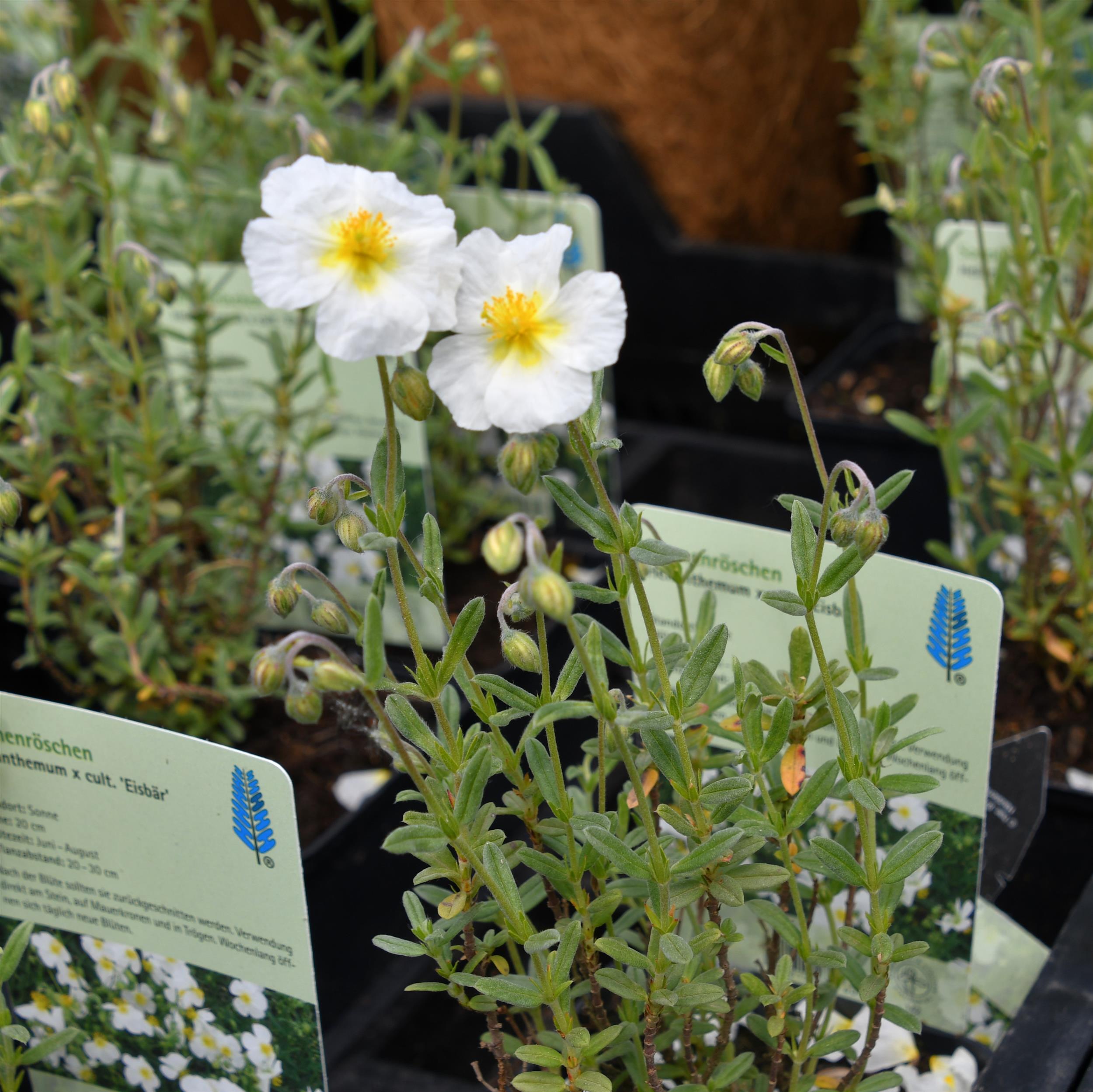 Helianthemum x cultorum Eisbär 0,5