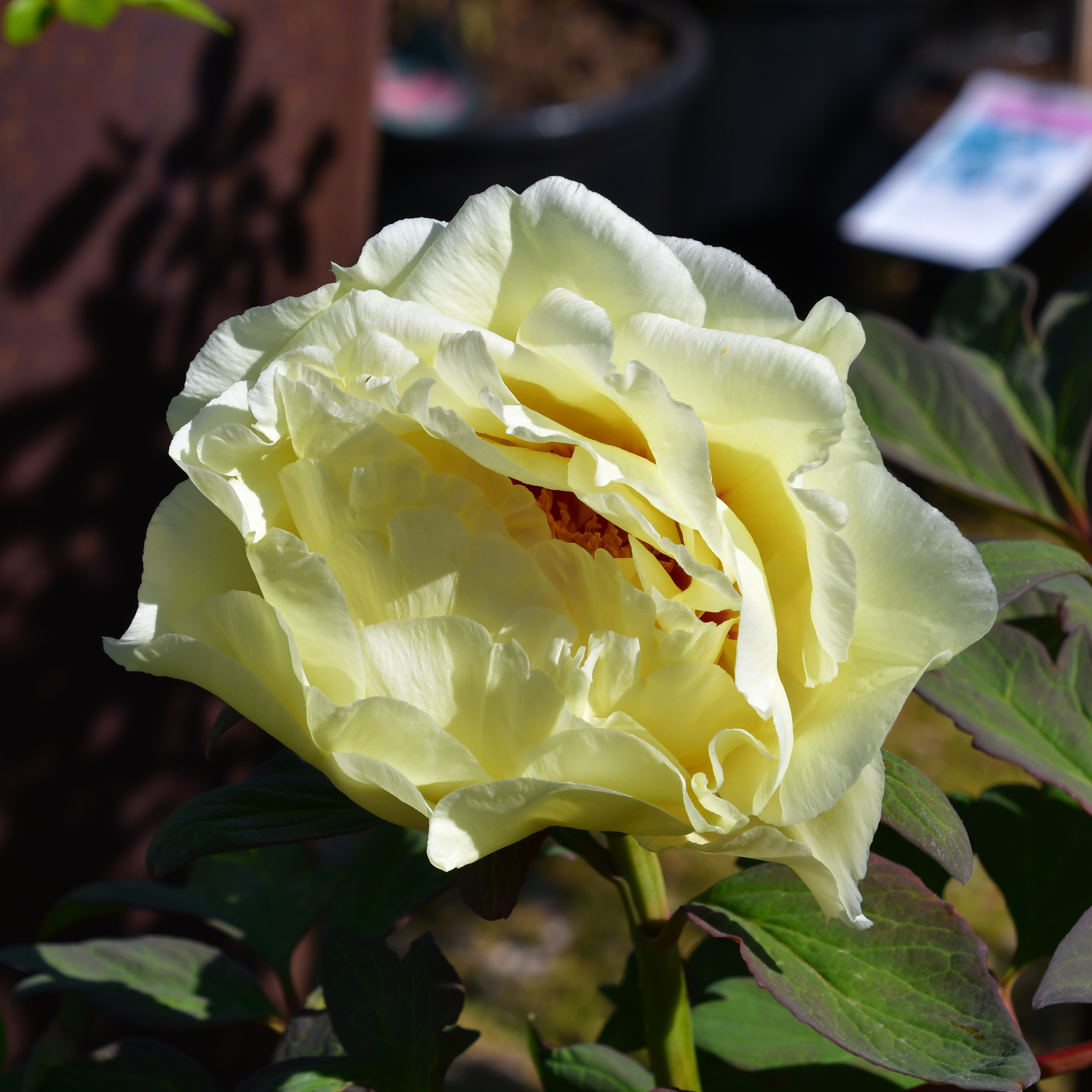 Paeonia suffruticosa Hai Huang