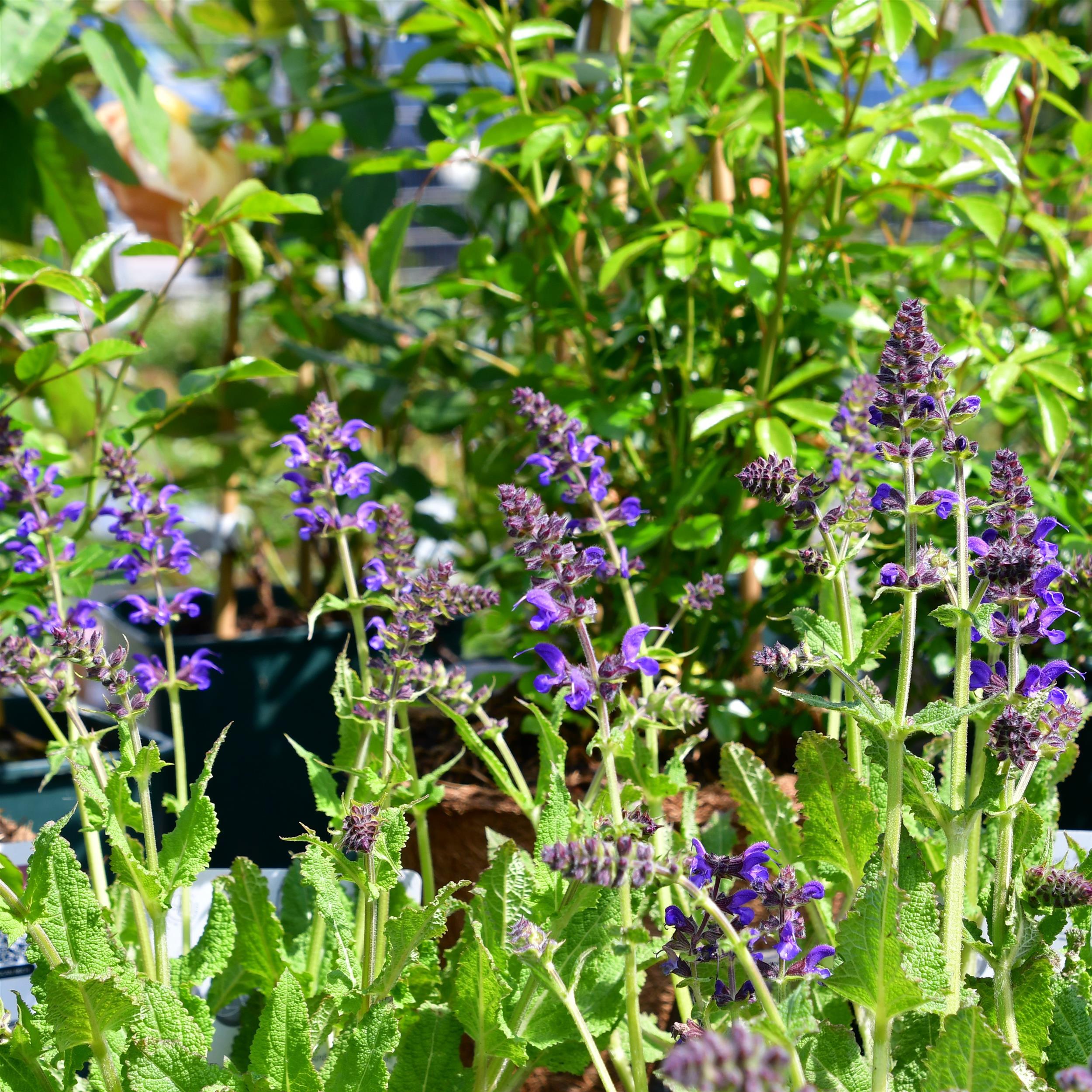 Salvia nemorosa ´Mainacht` 1L