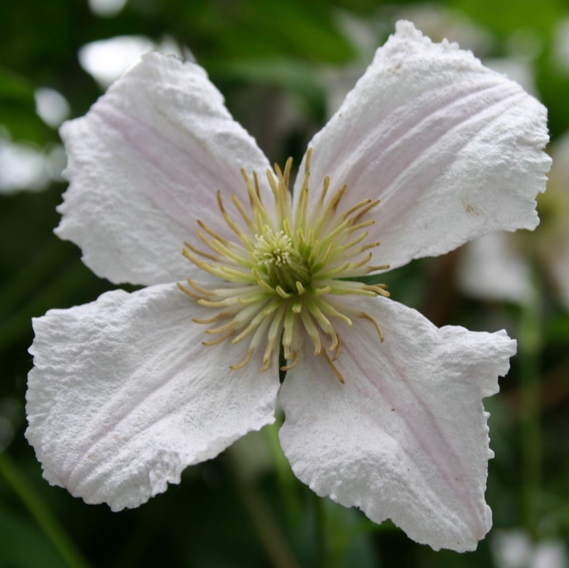 Clematis viticella 