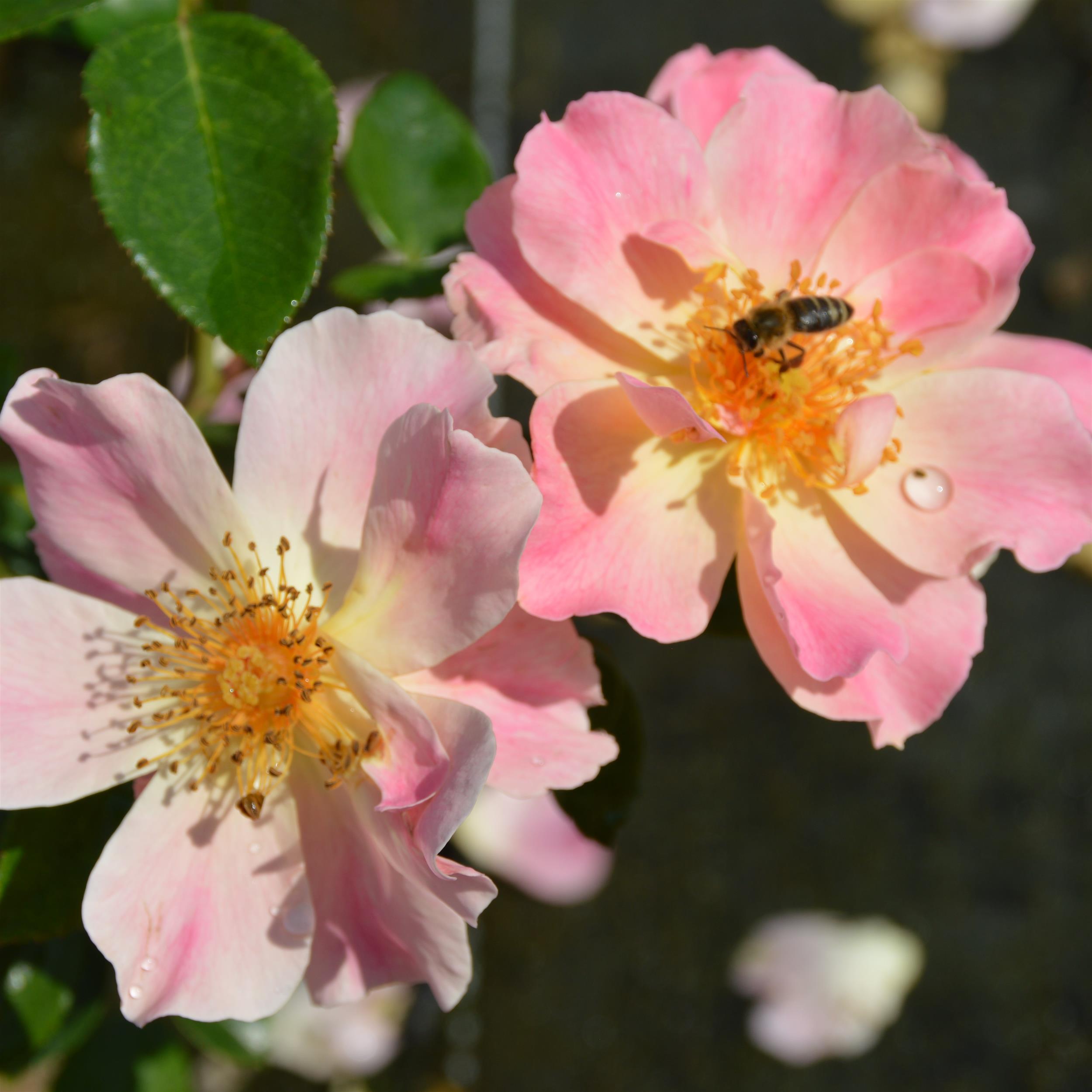 Pretty Pink Pet - Stammrose 90 cm