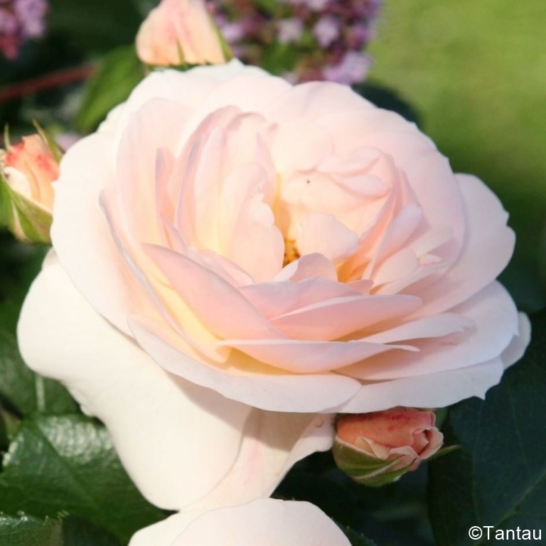 Martin Luther / Sirius