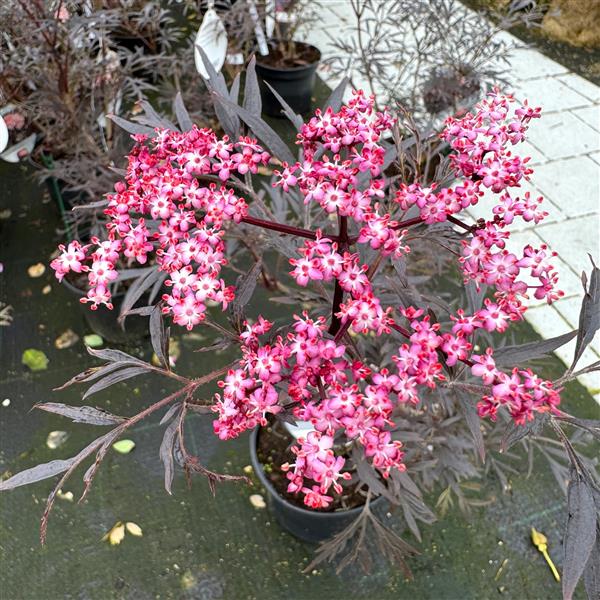 Sambucus nigra 'Black Lace' C5