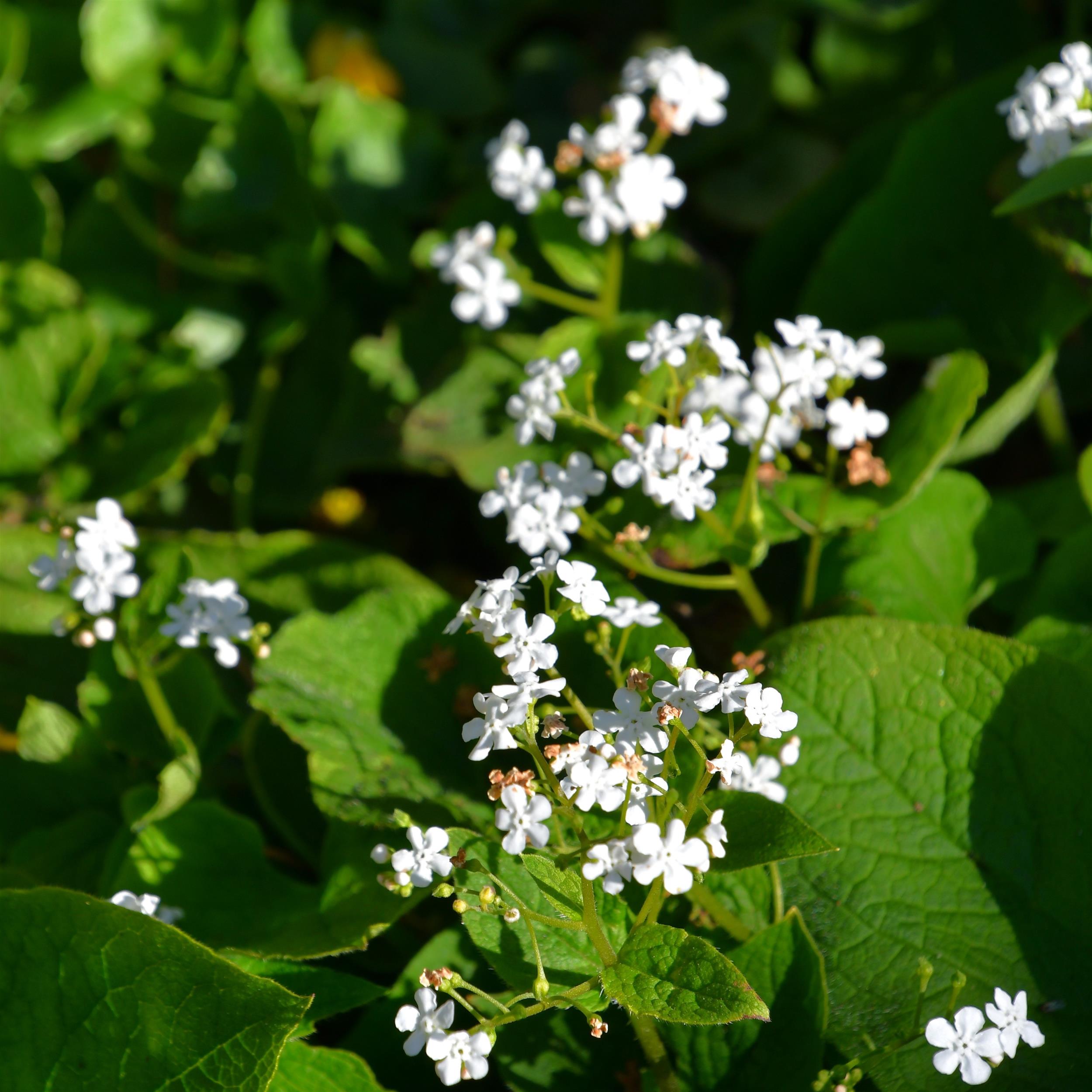 Brunnera macrophylla 'Betty Bowring'