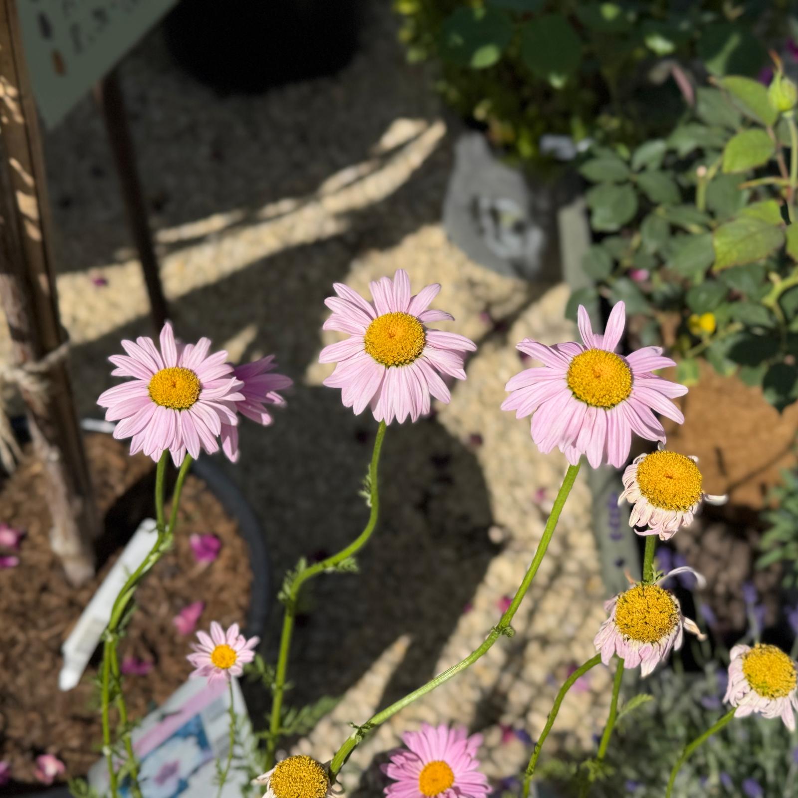 Tanacetum coccineum 'Robinsons Rosa' 1L