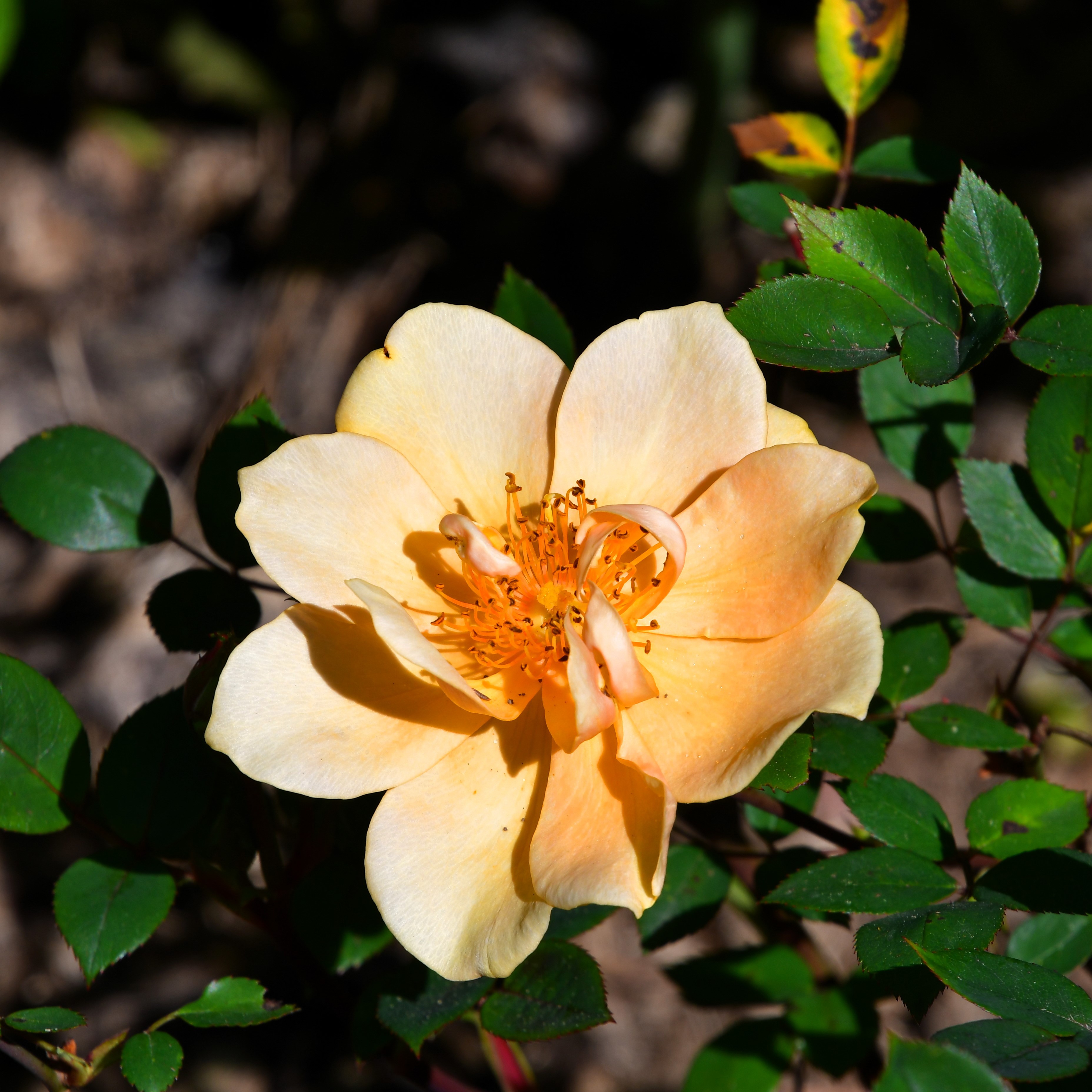 Humphrey`s Rose