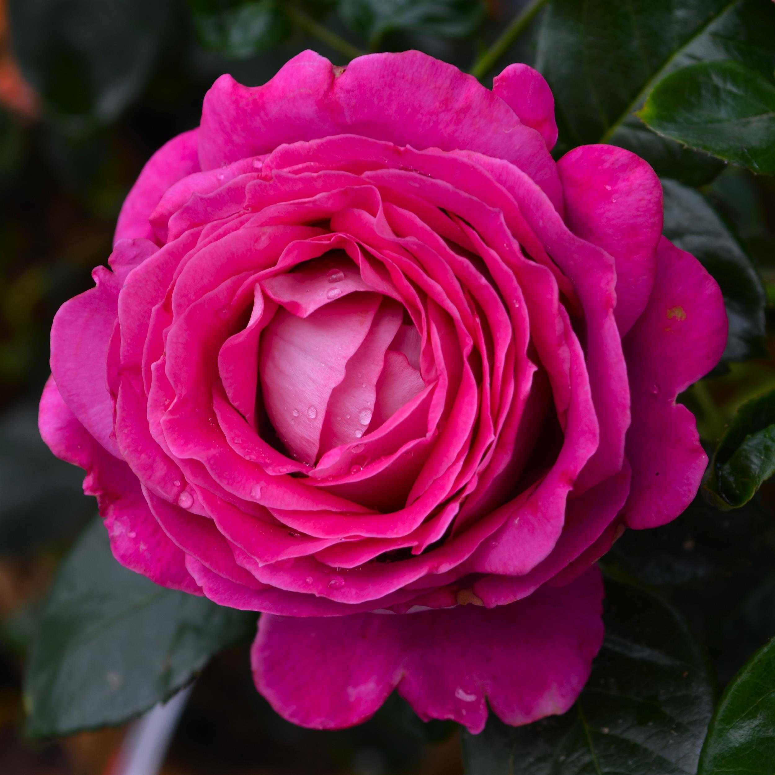 Baronne E. de Rothschild