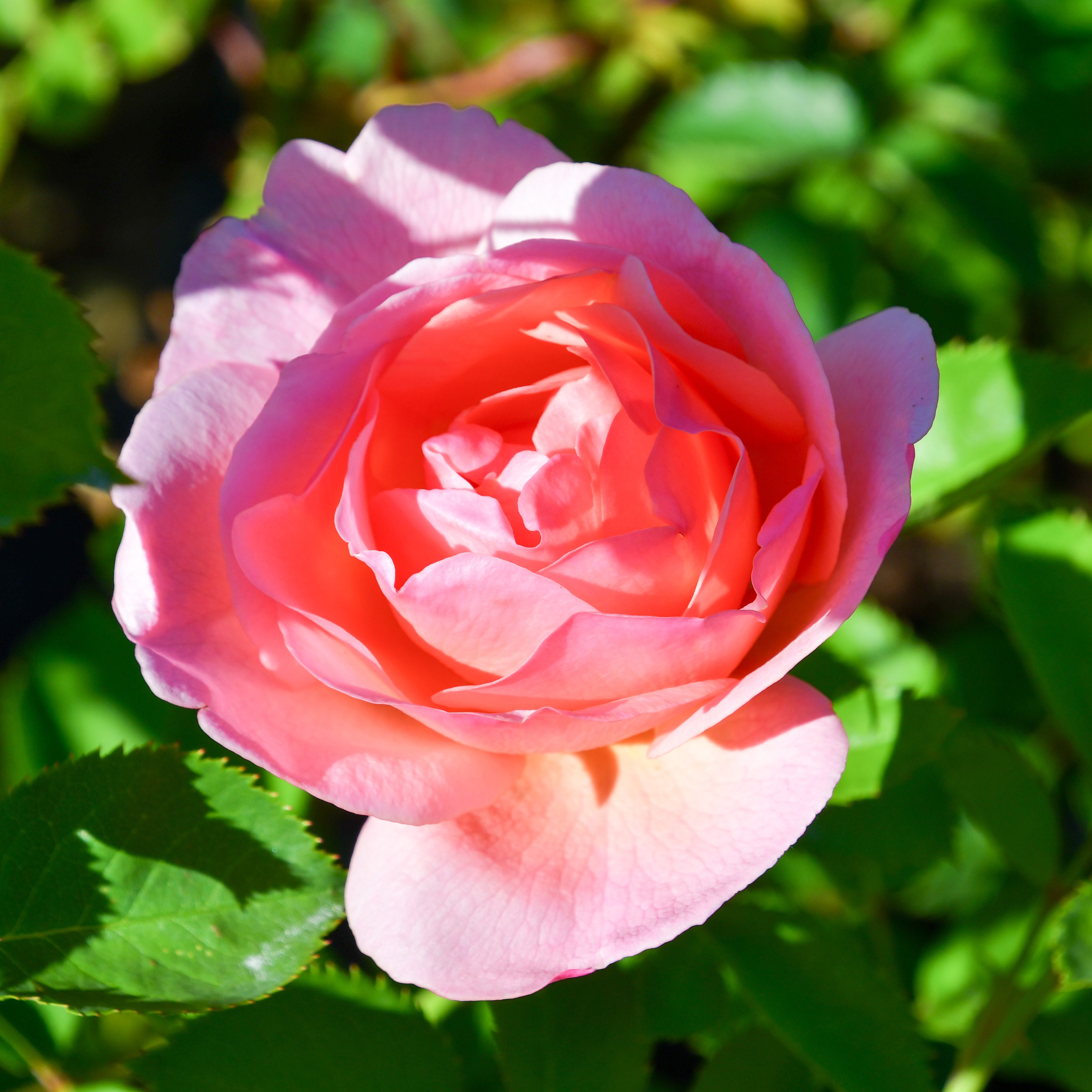 Ella's Rose
