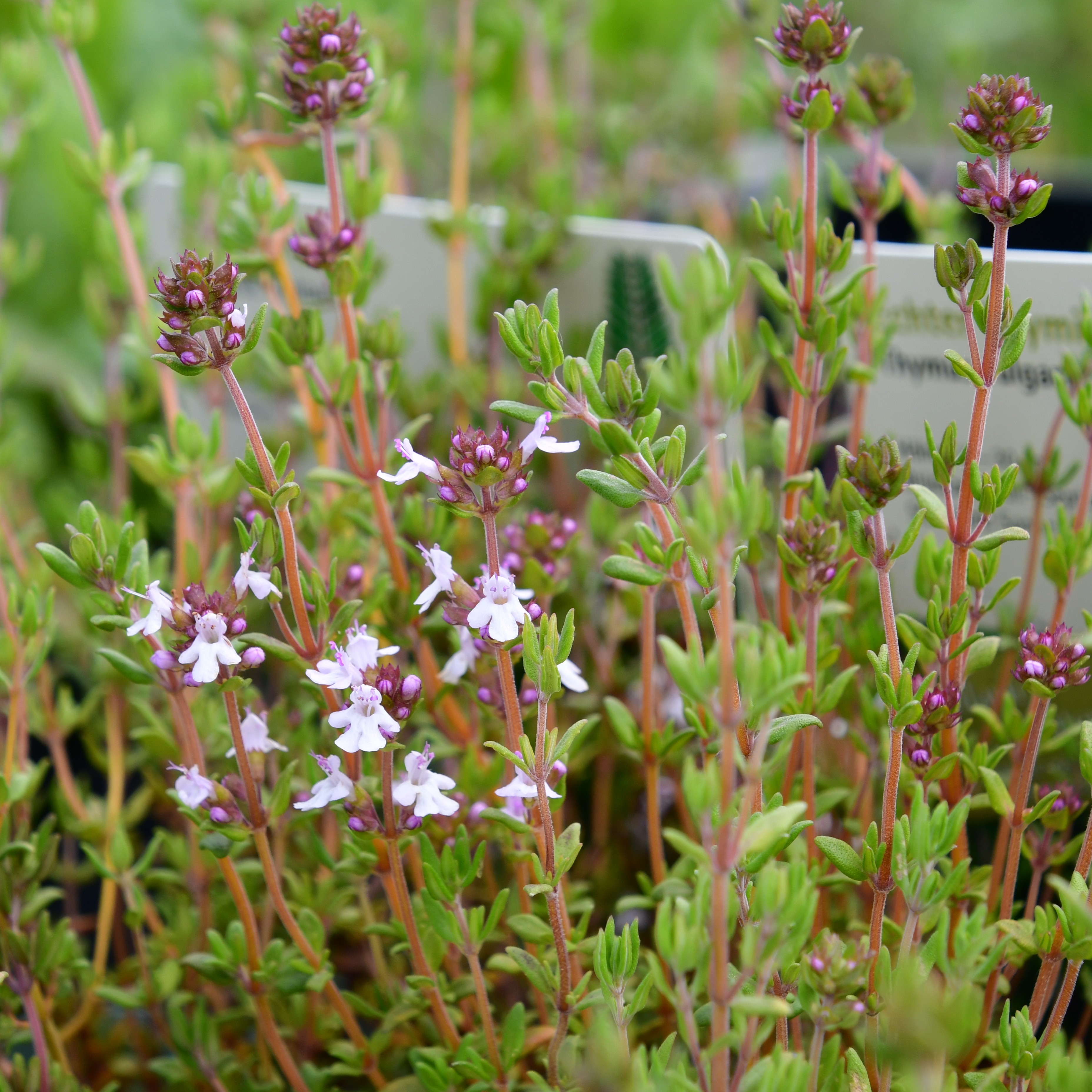 Thymus vulgaris 1L