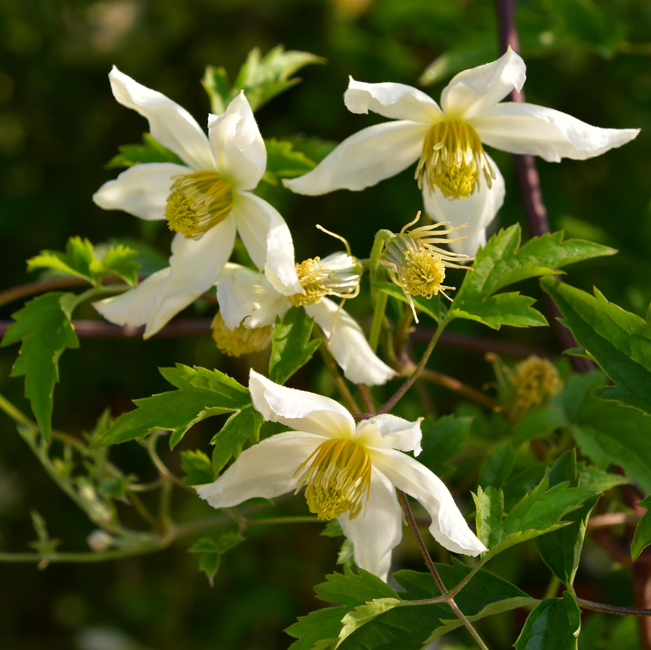 Clematis tangutica 'Anita'