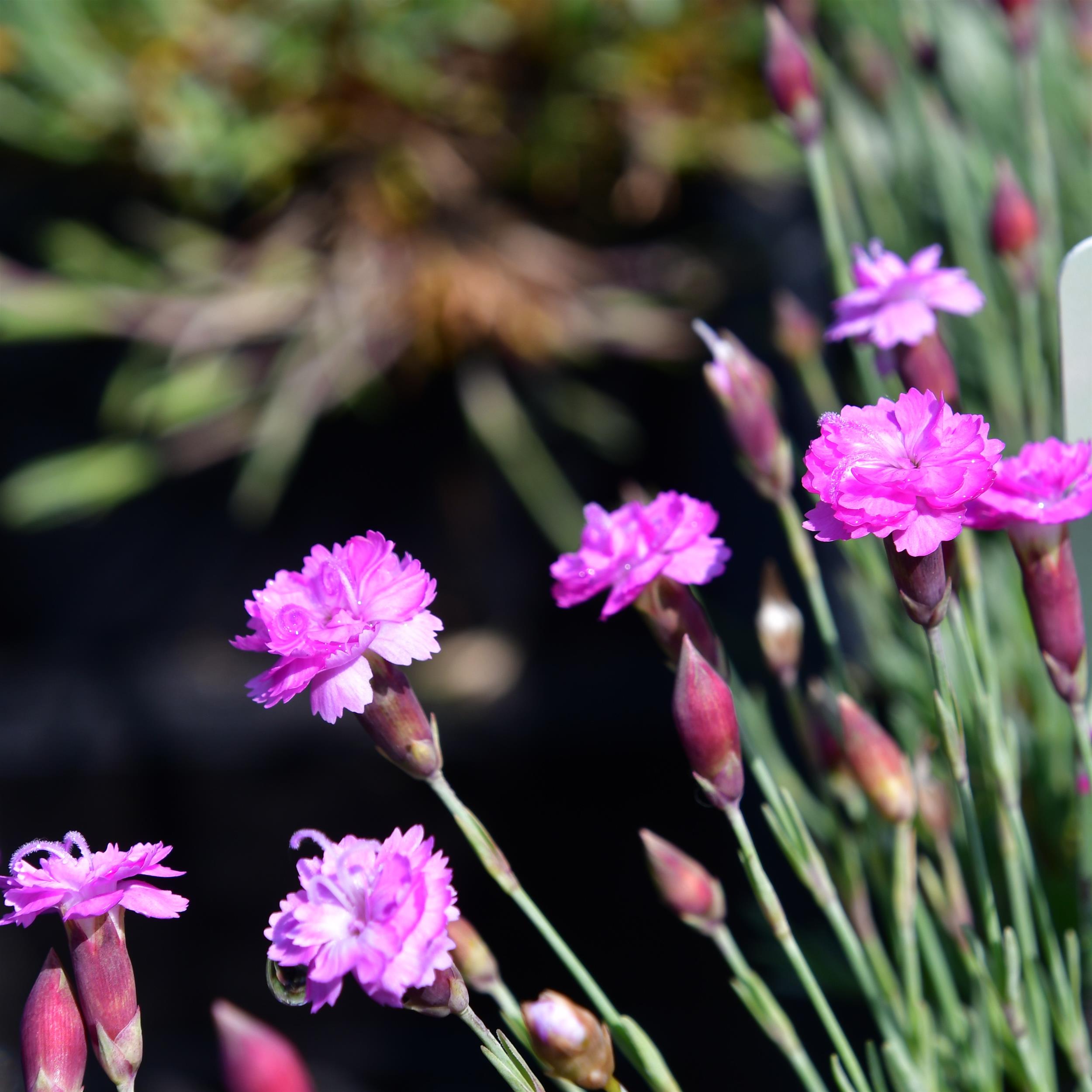 Dianthus Grat.-Hybr. ´Pink Jewel` 1L