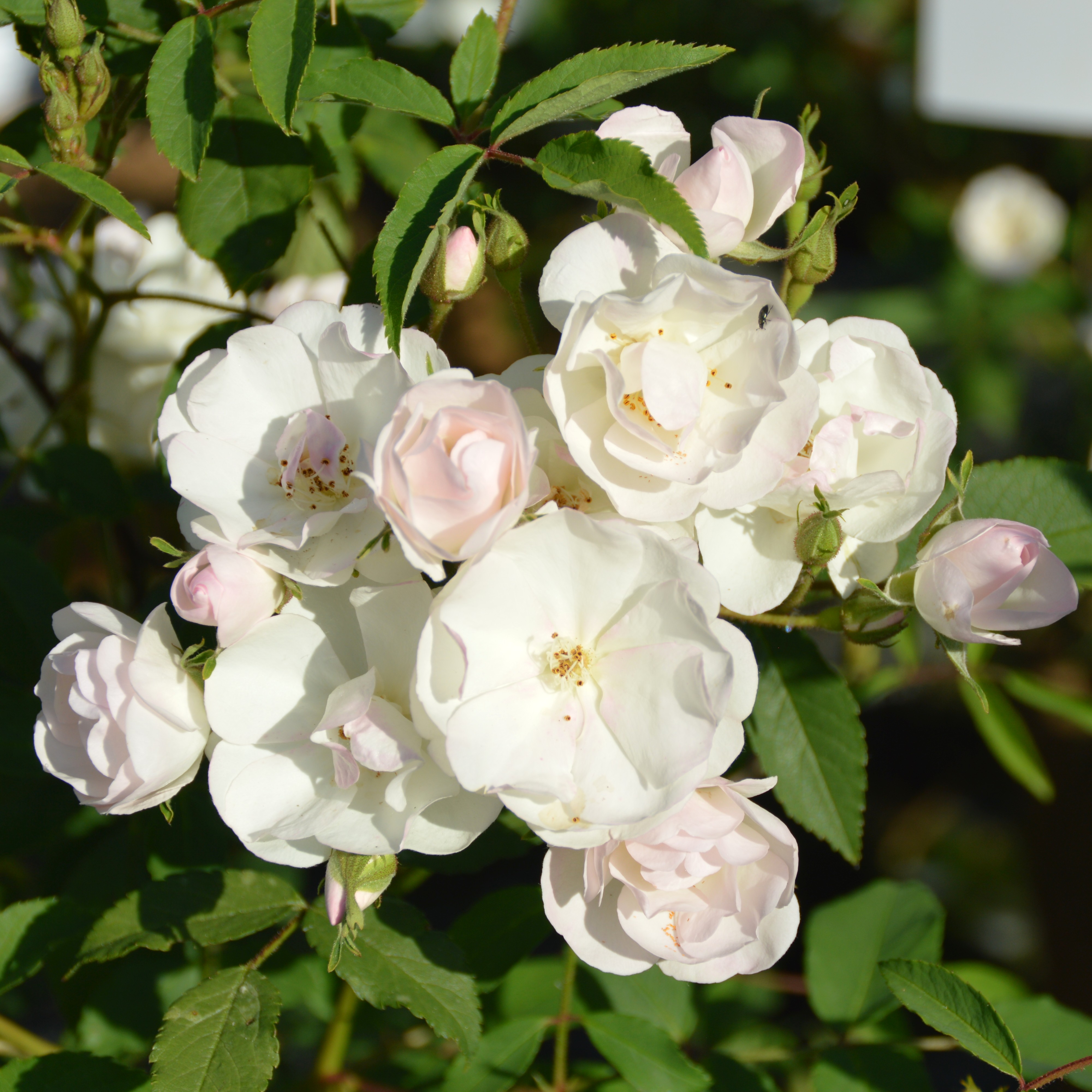 3 x Blushing Bride im Bio-Container