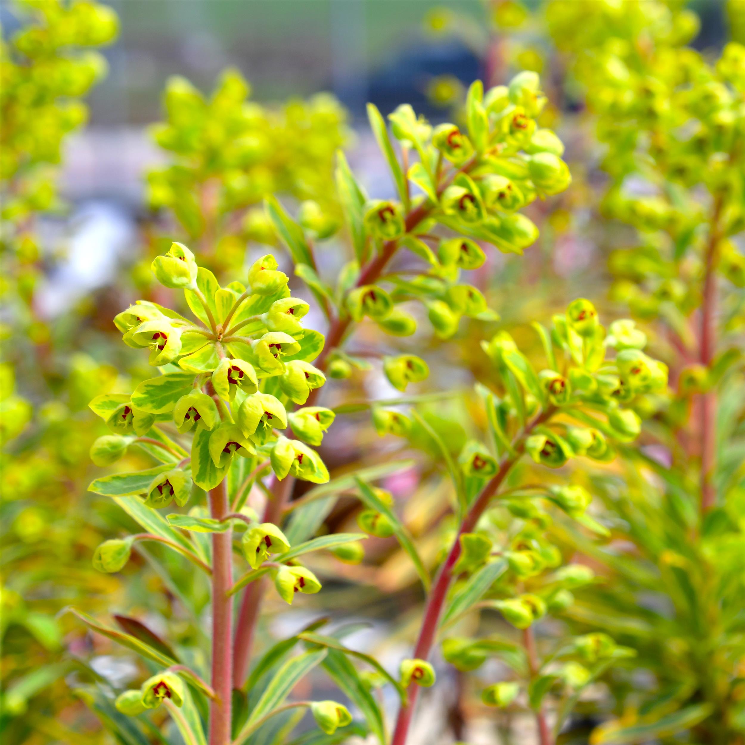 Euphorbia x martinii 'Ascot Rainbow'