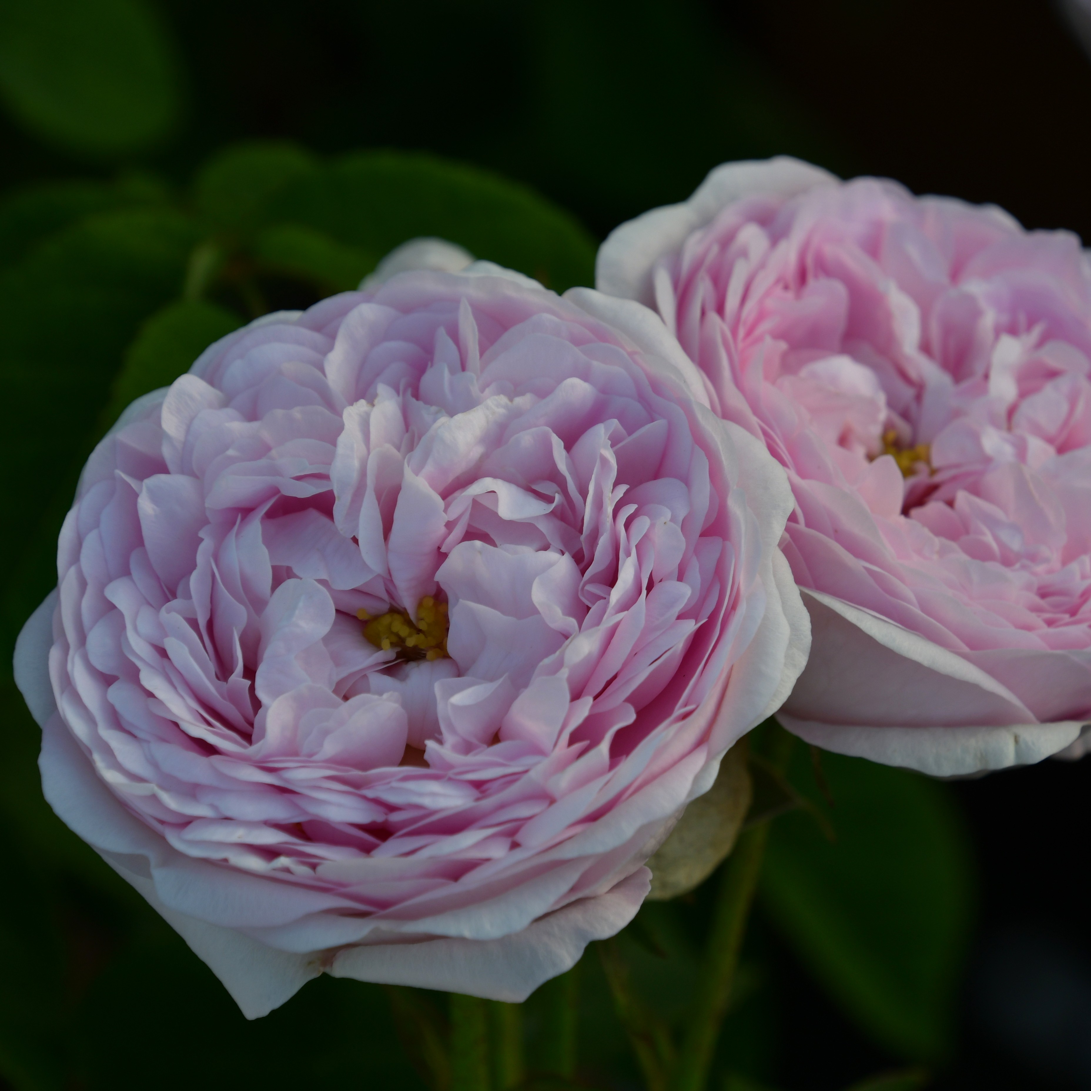 Duchesse de Montebello
