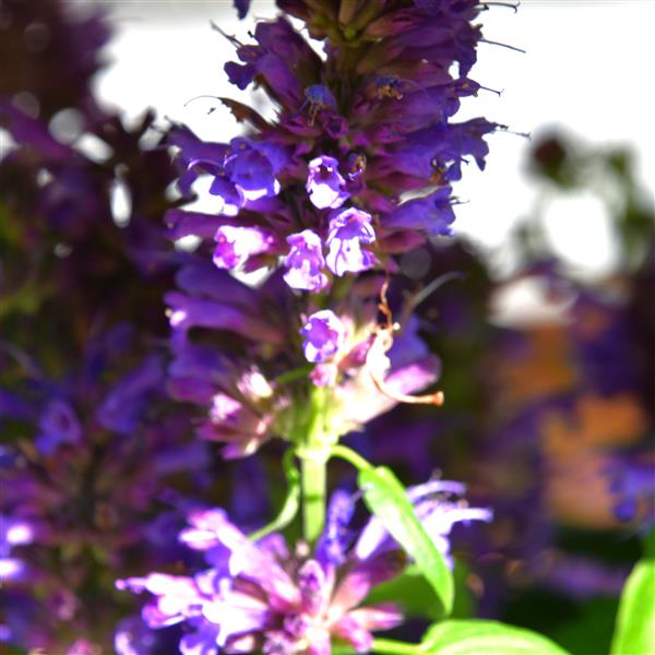 Agastache rugosa 'Blue Boa' 1L
