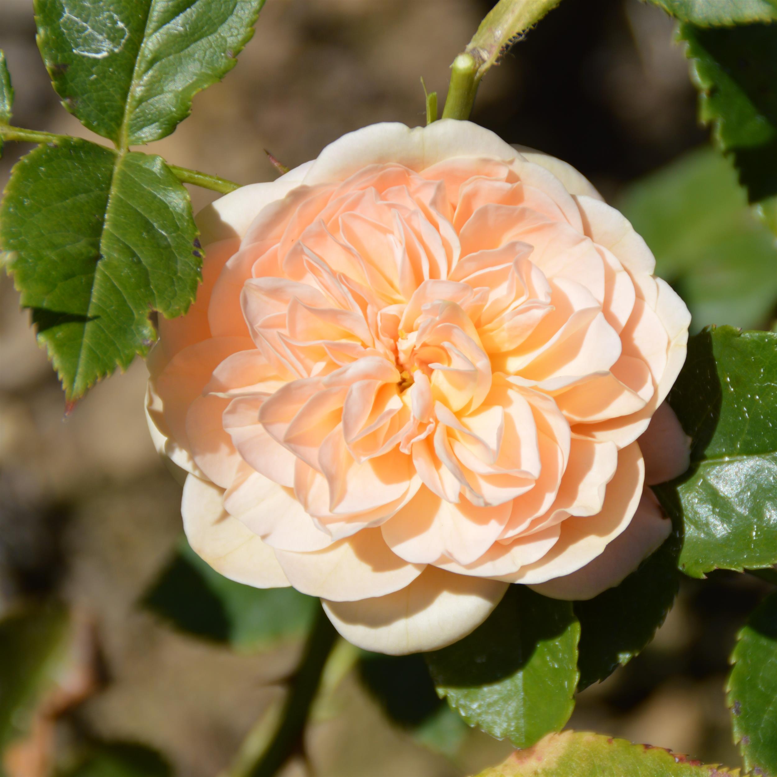 Apricot Blush