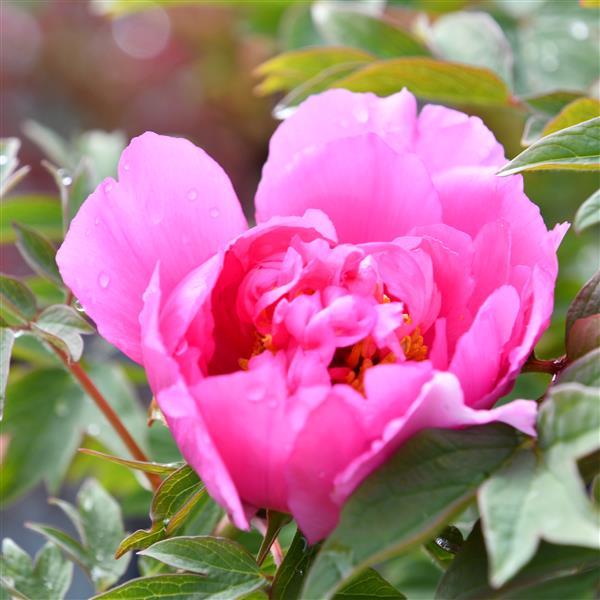Paeonia suffruticosa Lu He Hong