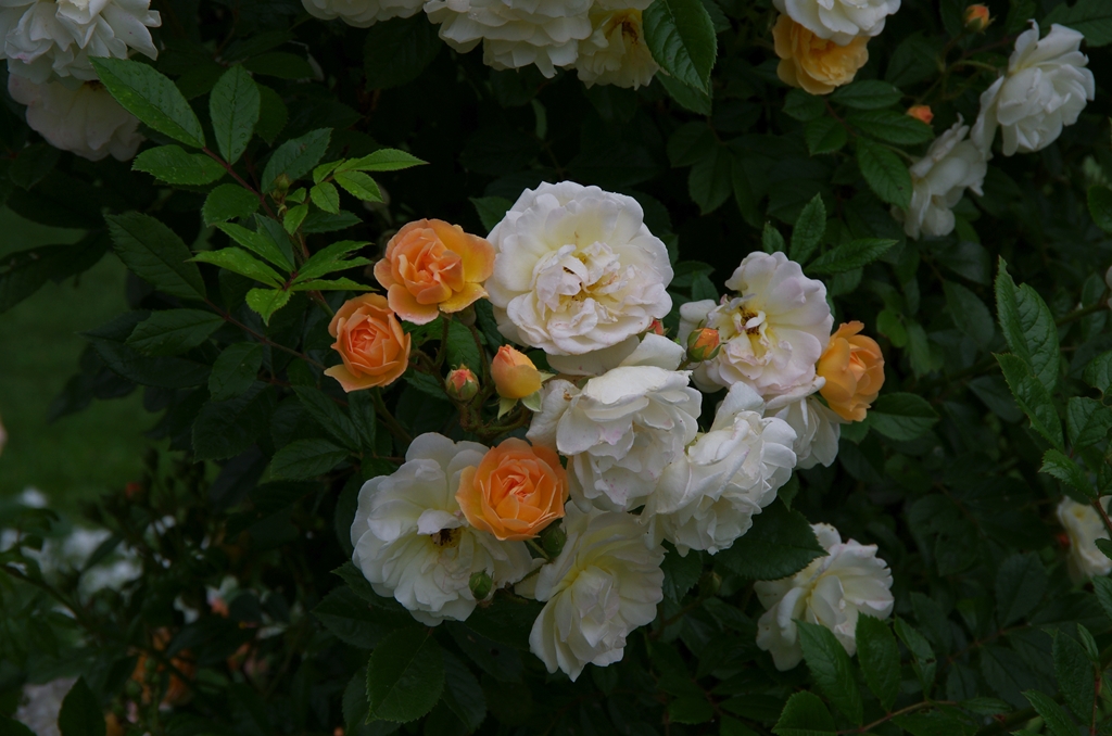 Ghislaine de Feligonde