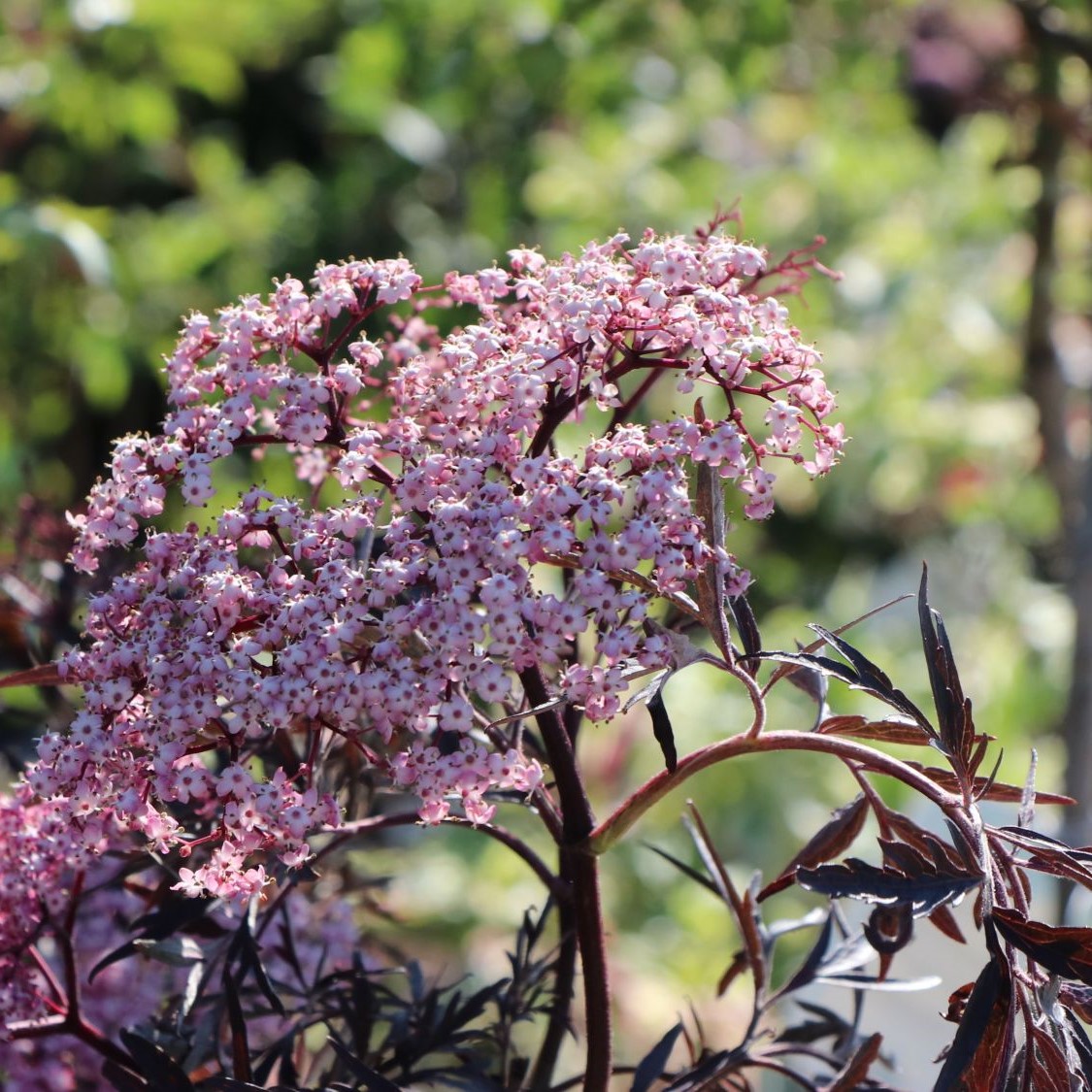 Sambucus nigra 'Black Lace' C5