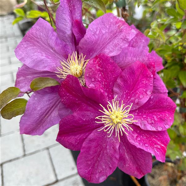 Clematis hyb. `Sunset`