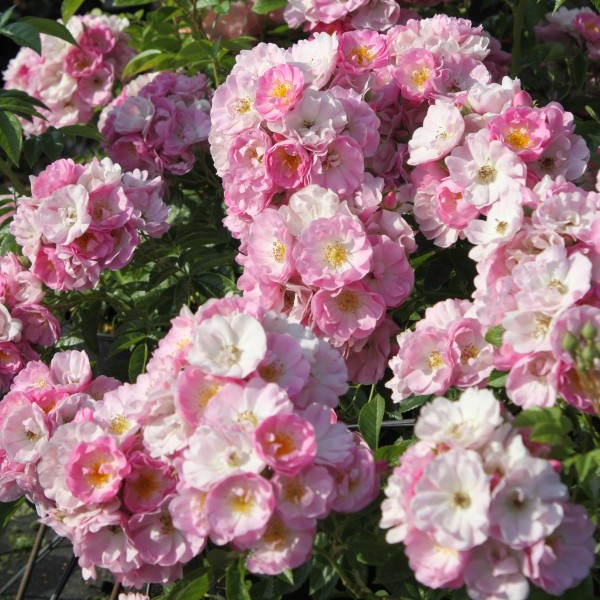 Blush Rambler