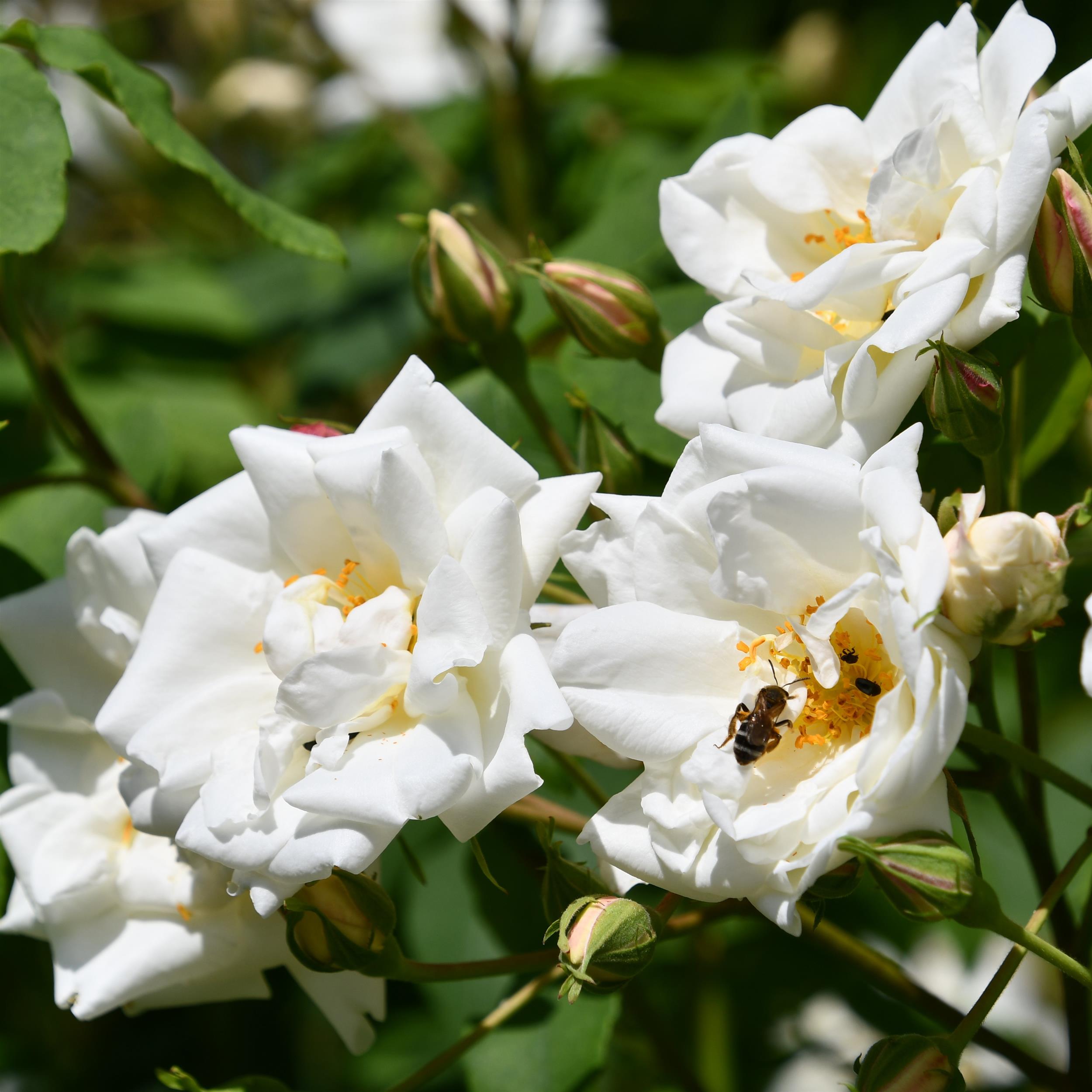 The Lady Scarman - Stammrose 110 cm