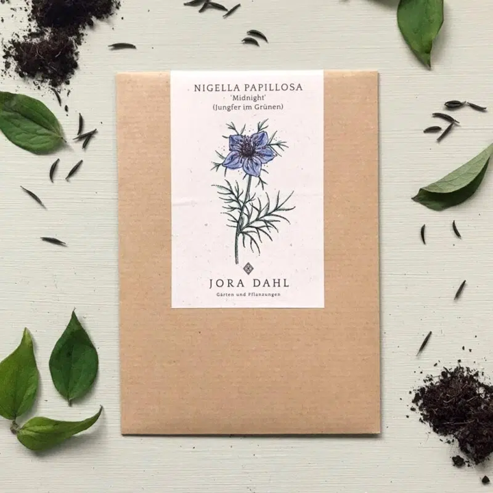 Nigella papillosa'Midnight' (Jungfer im Grünen)