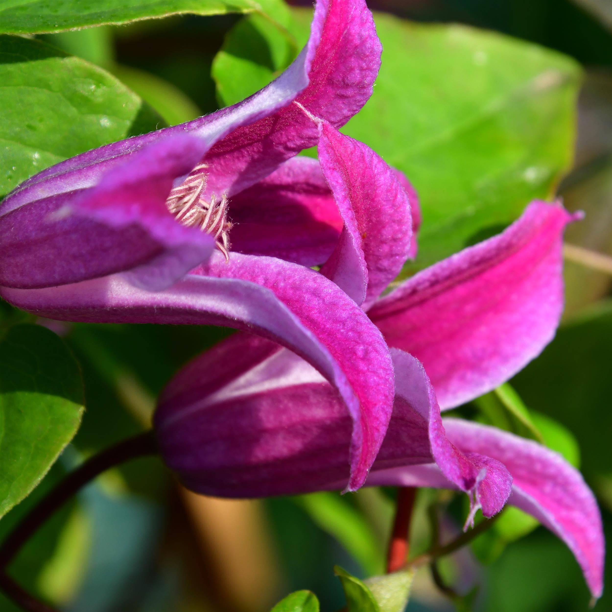 Clematis tex. Peveril Profusion BFCC