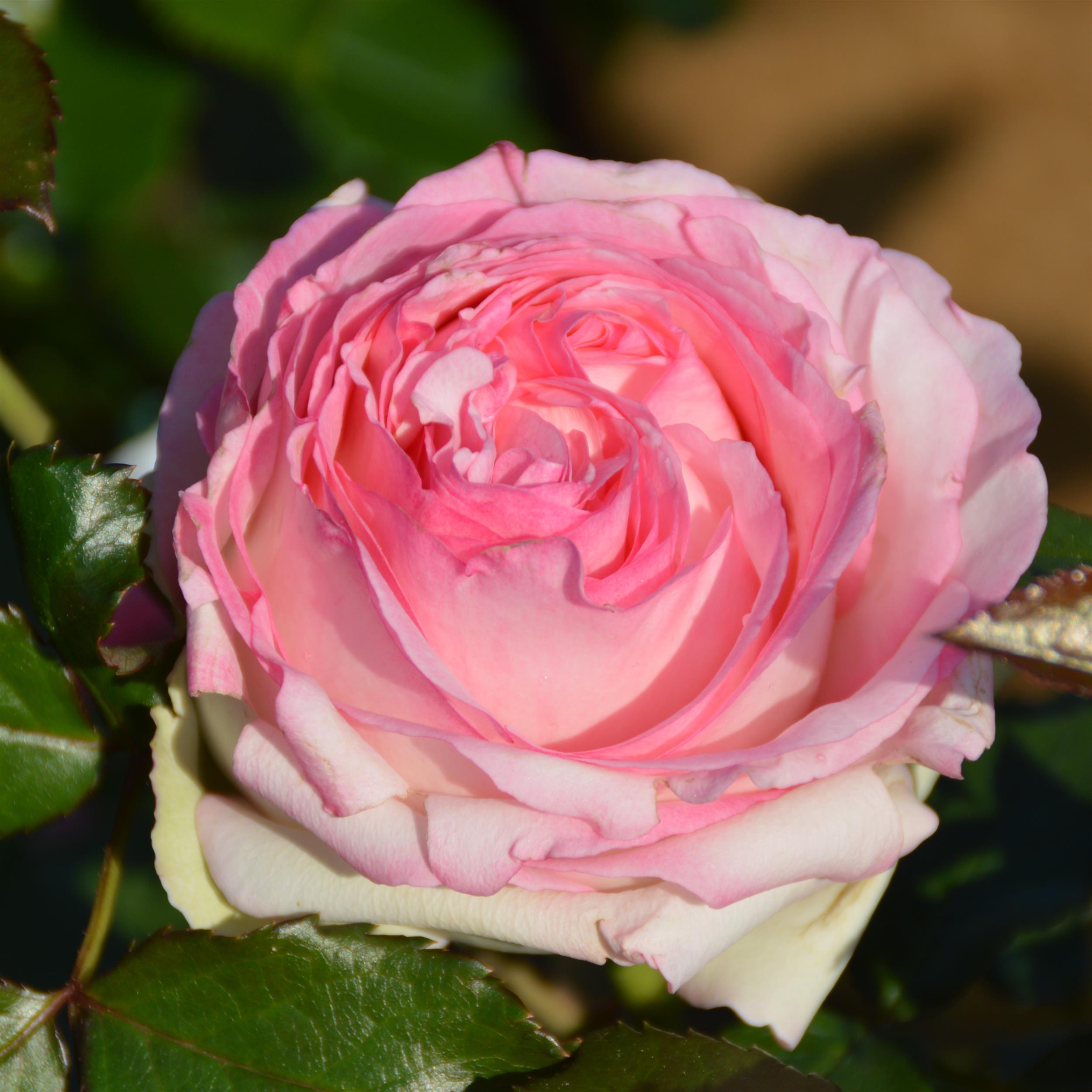Eden Rose 85/ Pierre de Rosard - Stammrose 90 cm